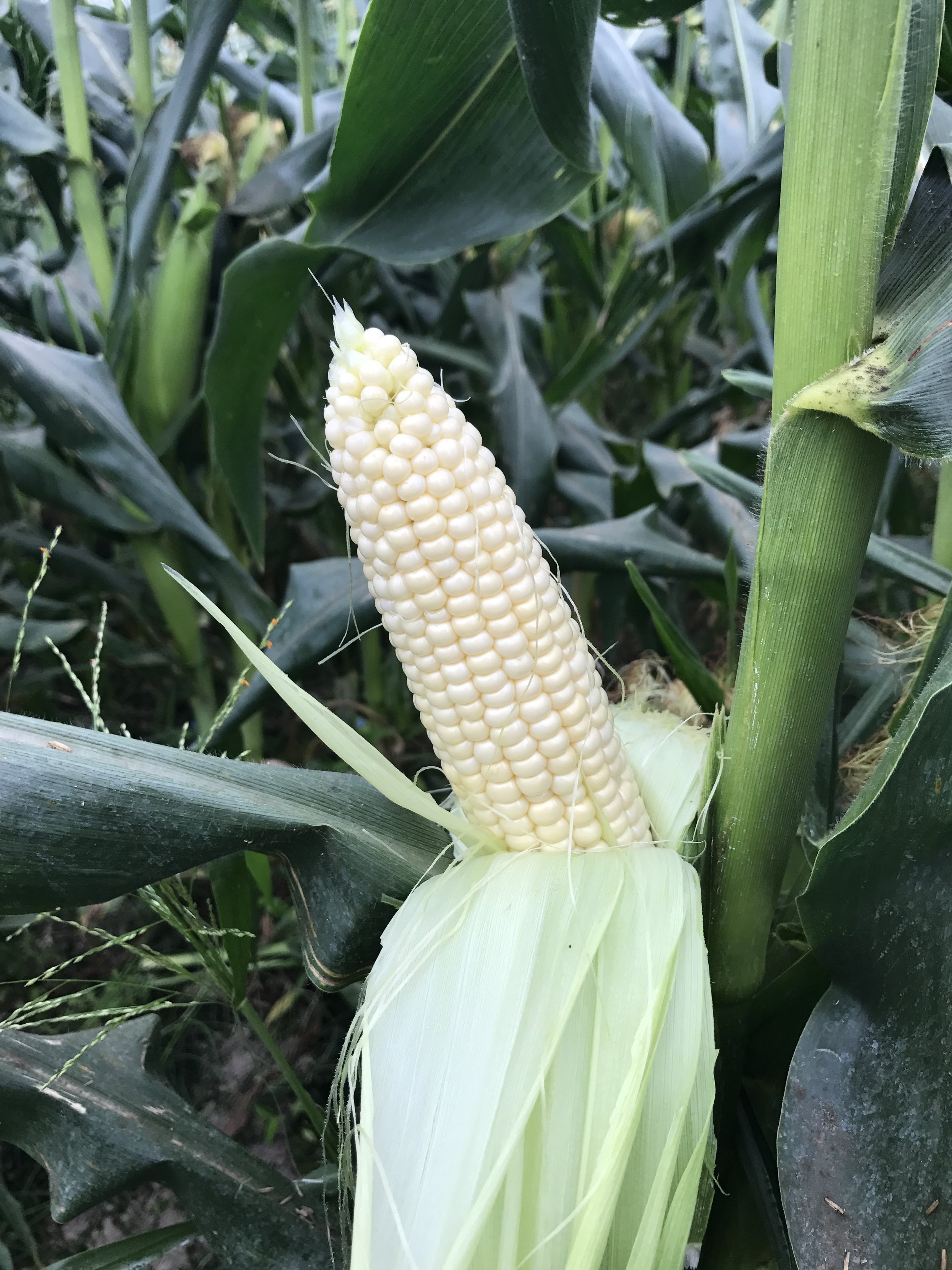 Florida Fresh Winter White Sweet Corn on stalk