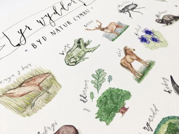 yr wyddor gymraeg byd natur welsh alphabet nature in wales print poster nursery illustration art artwork newborn gift child kids bedroom wales cymru cymraeg