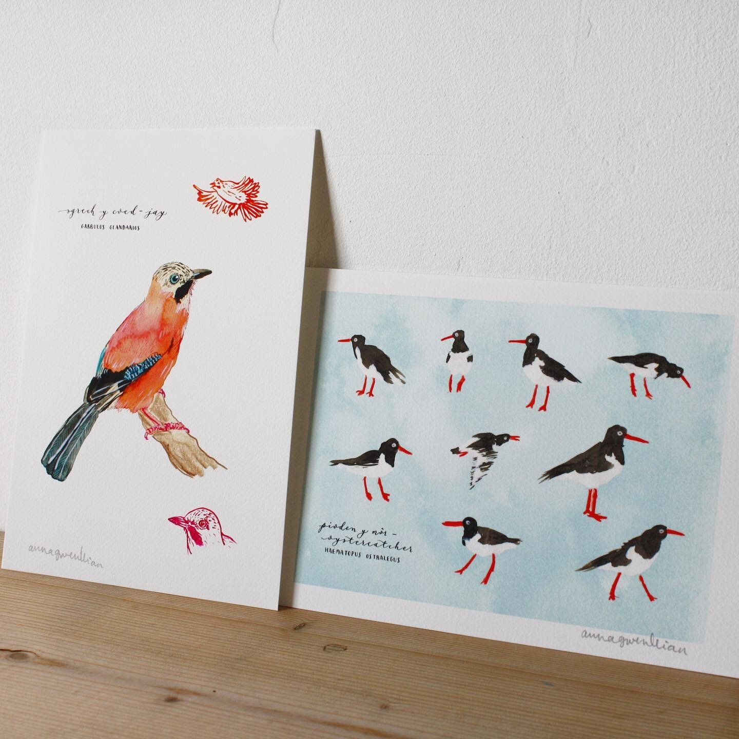 🦩dau brint newydd - sgrech y coed a pioden y m&ocirc;r 💖 two new prints - jay and oystercatcher 🦩 

mae genai dau brint newydd ar gael, rwan fyny yn fy siop arlein (linc yn bio) a fy siop etsy! ac i ddathlu bod rhain yn newydd, mae 20% i ffwrdd o&