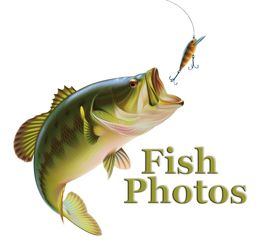 Marina — Theodosia MarinaResort on Bull Shoals Lake