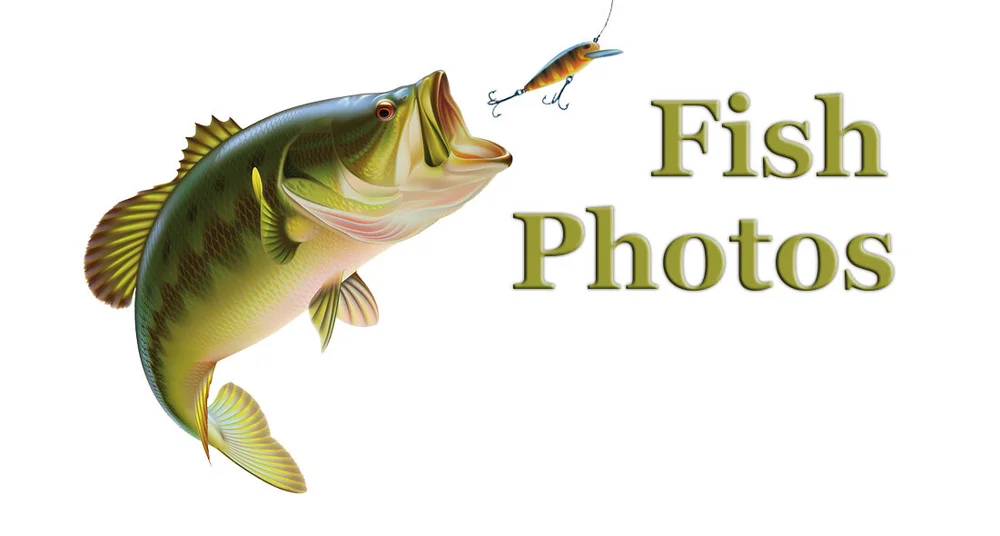 Theodosia MarinaResort on Bull Shoals Lake