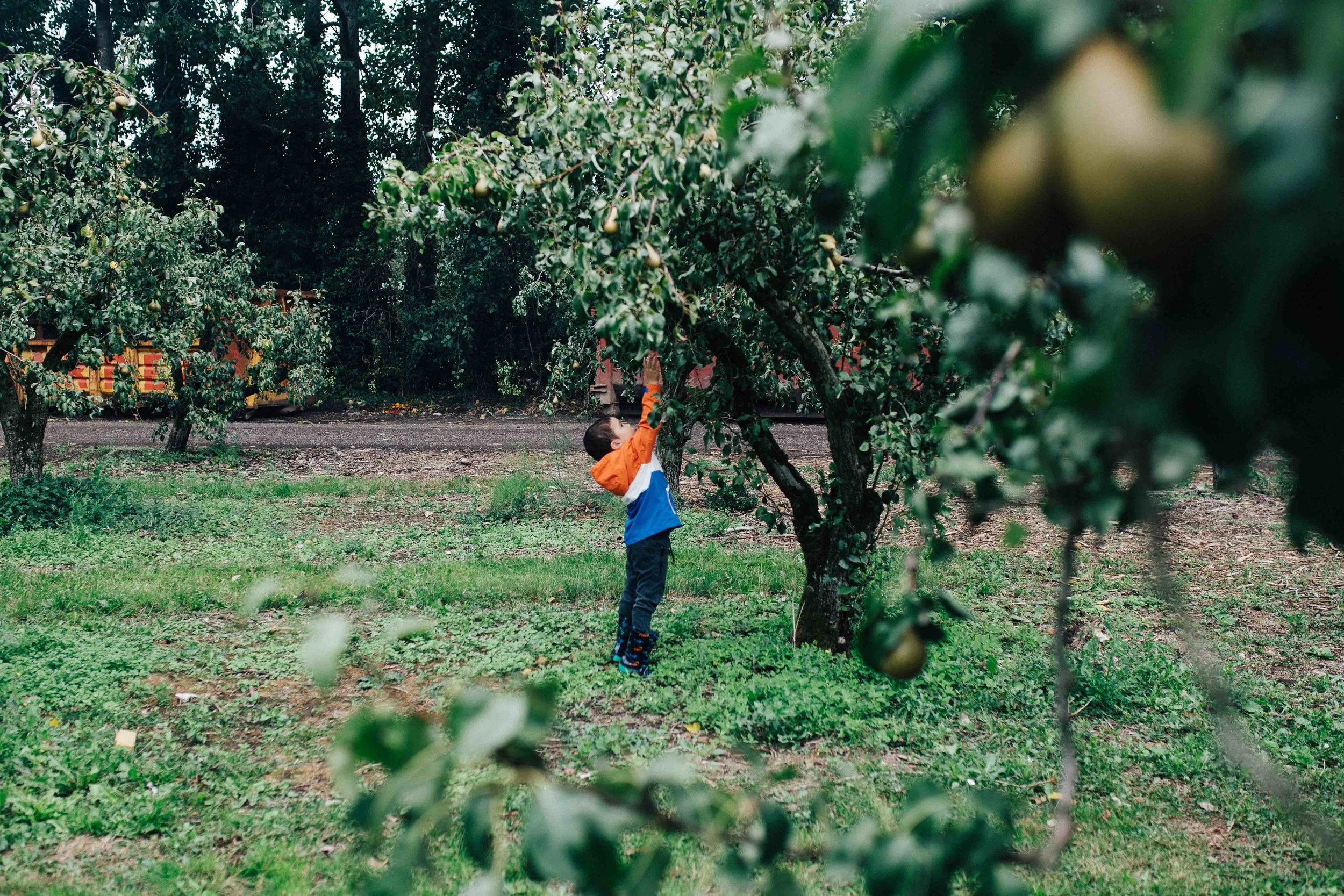 Fun family activity: fruit picking in a Kentish farm
