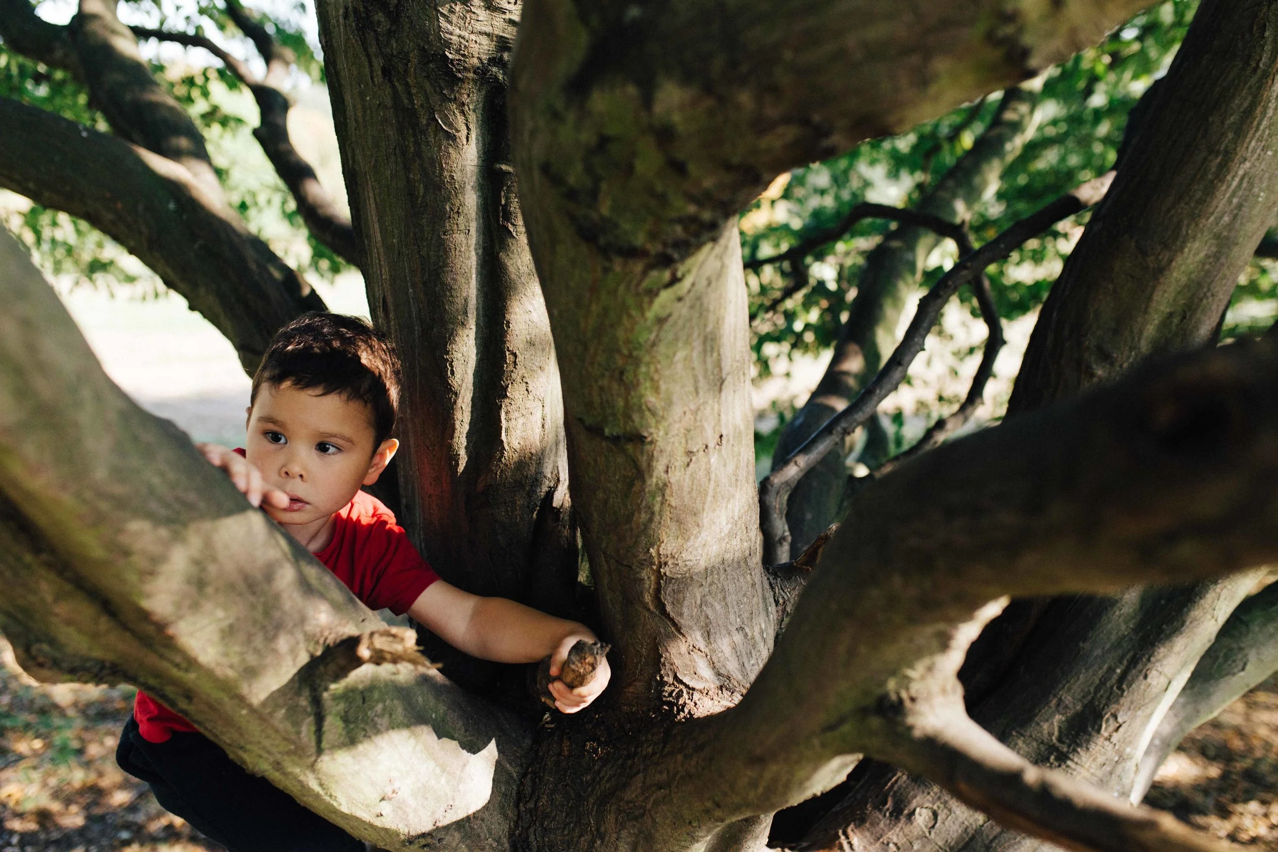 Boy climbing tree during family photography session in Beckenham Place Park