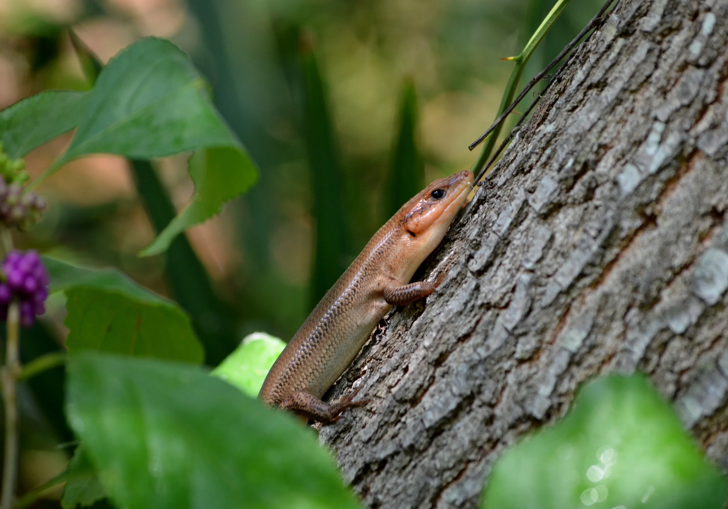 skink1.jpg