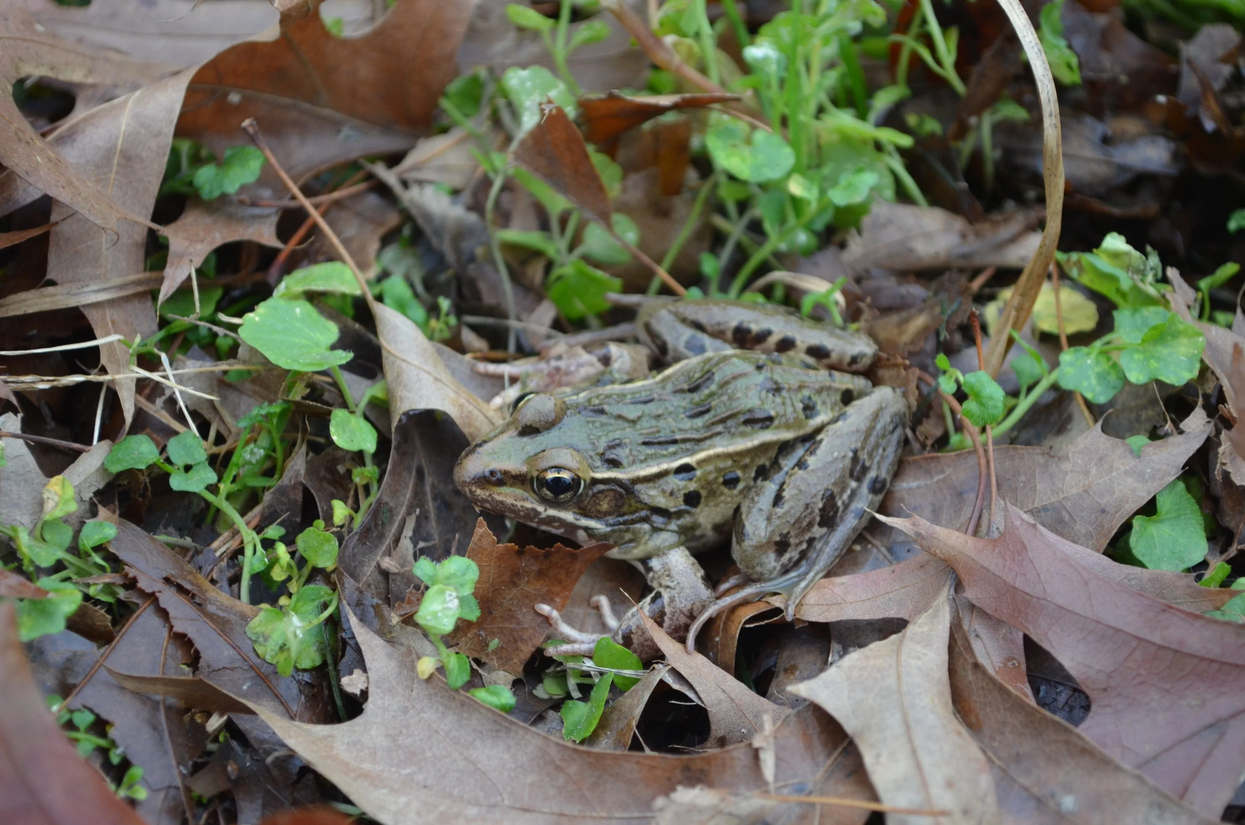 DSC_0031.JPG