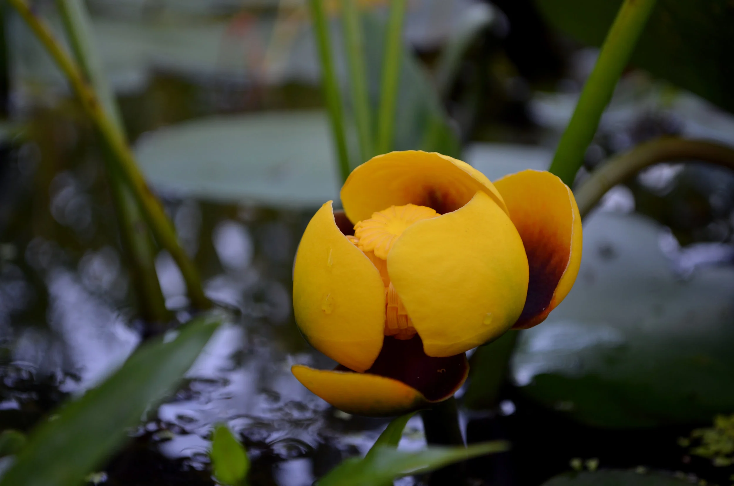 DSC_0856.JPG