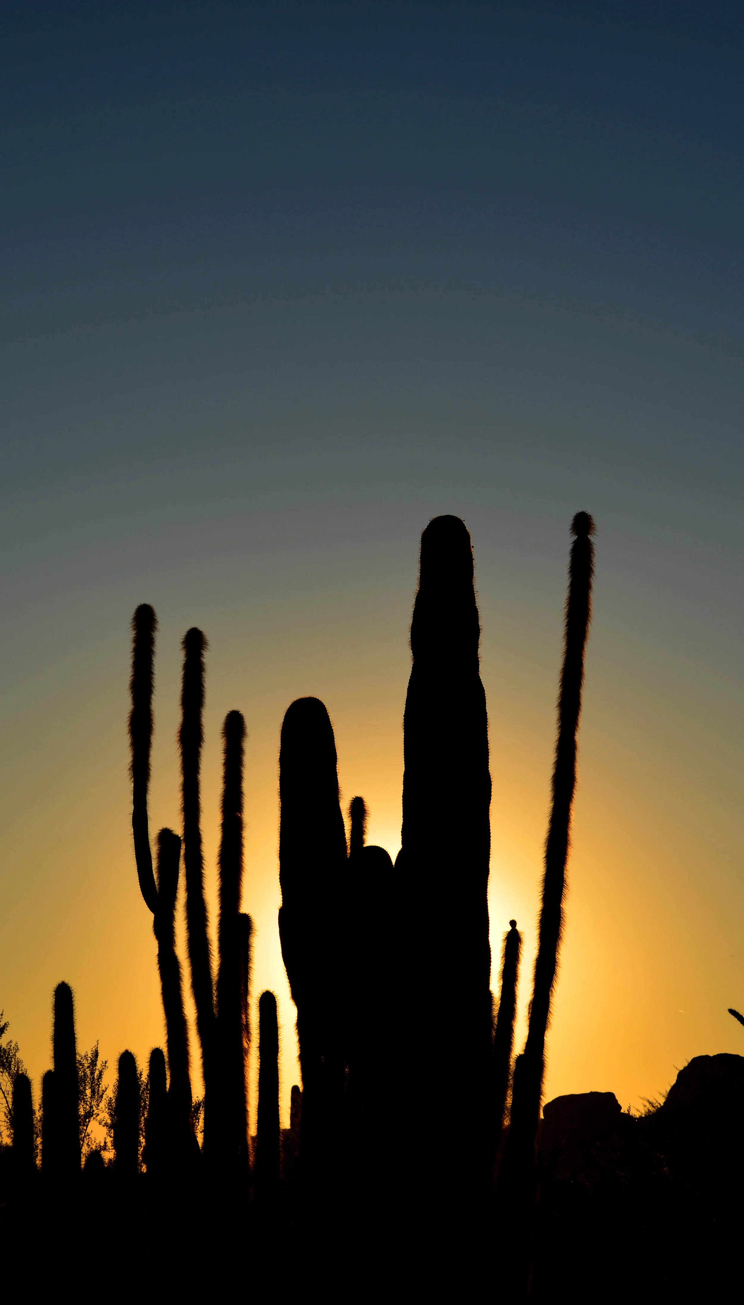 DSC_0913.jpg