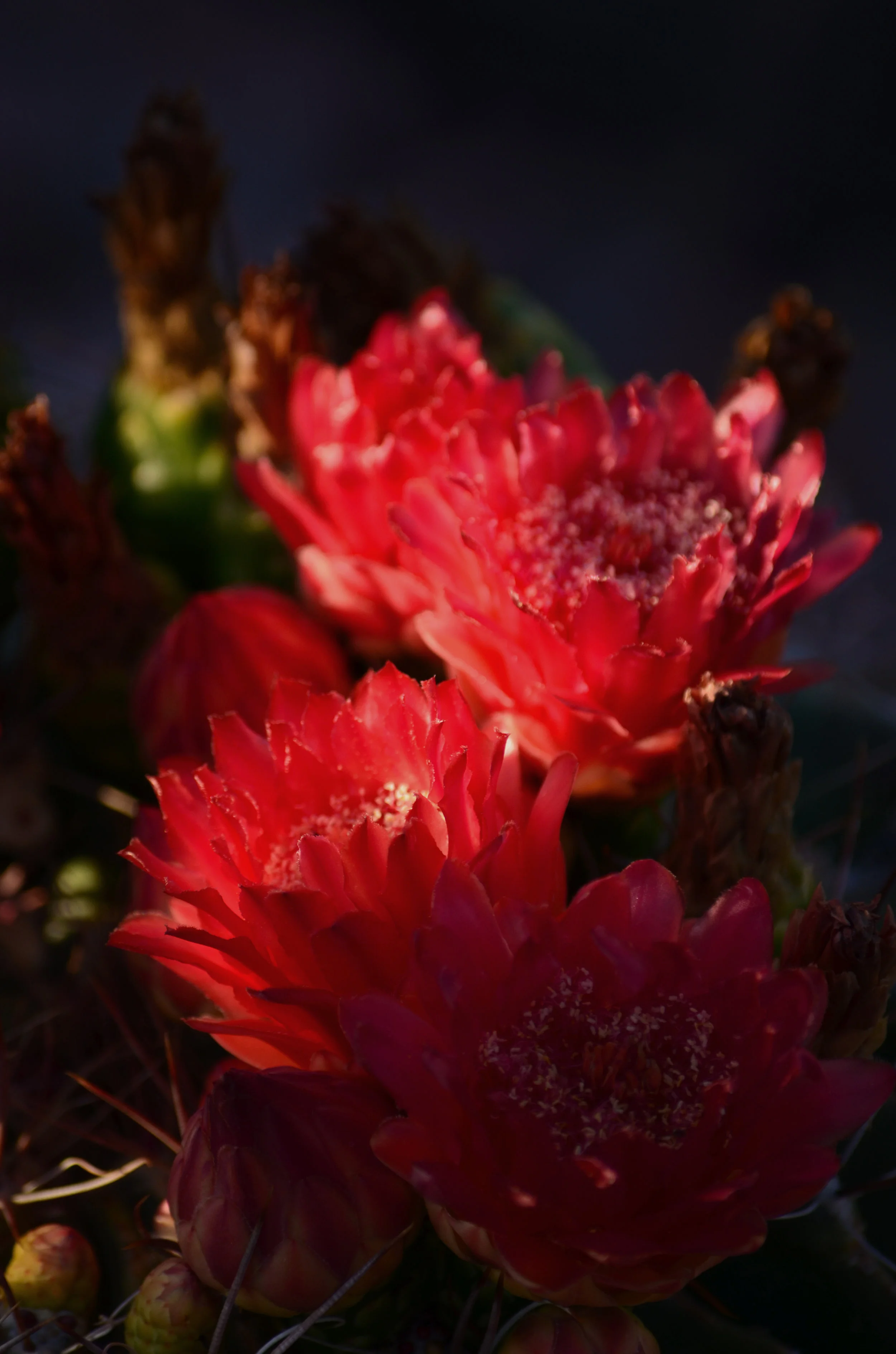 DSC_0419.jpg