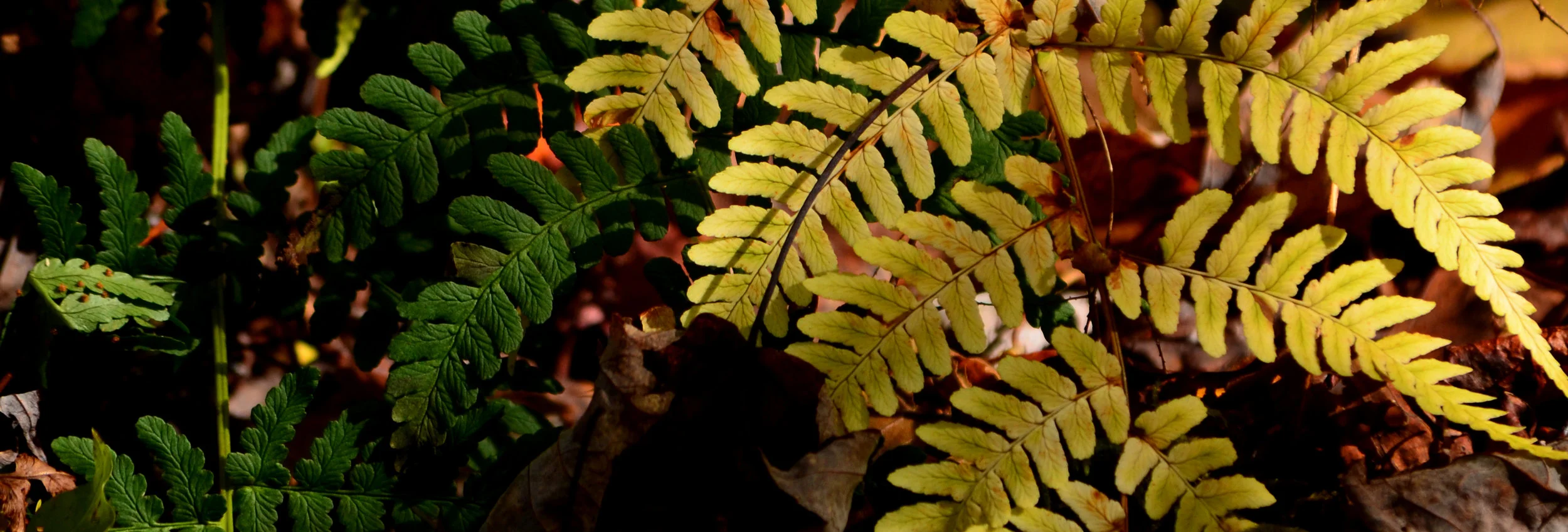 DSC_0605.jpg