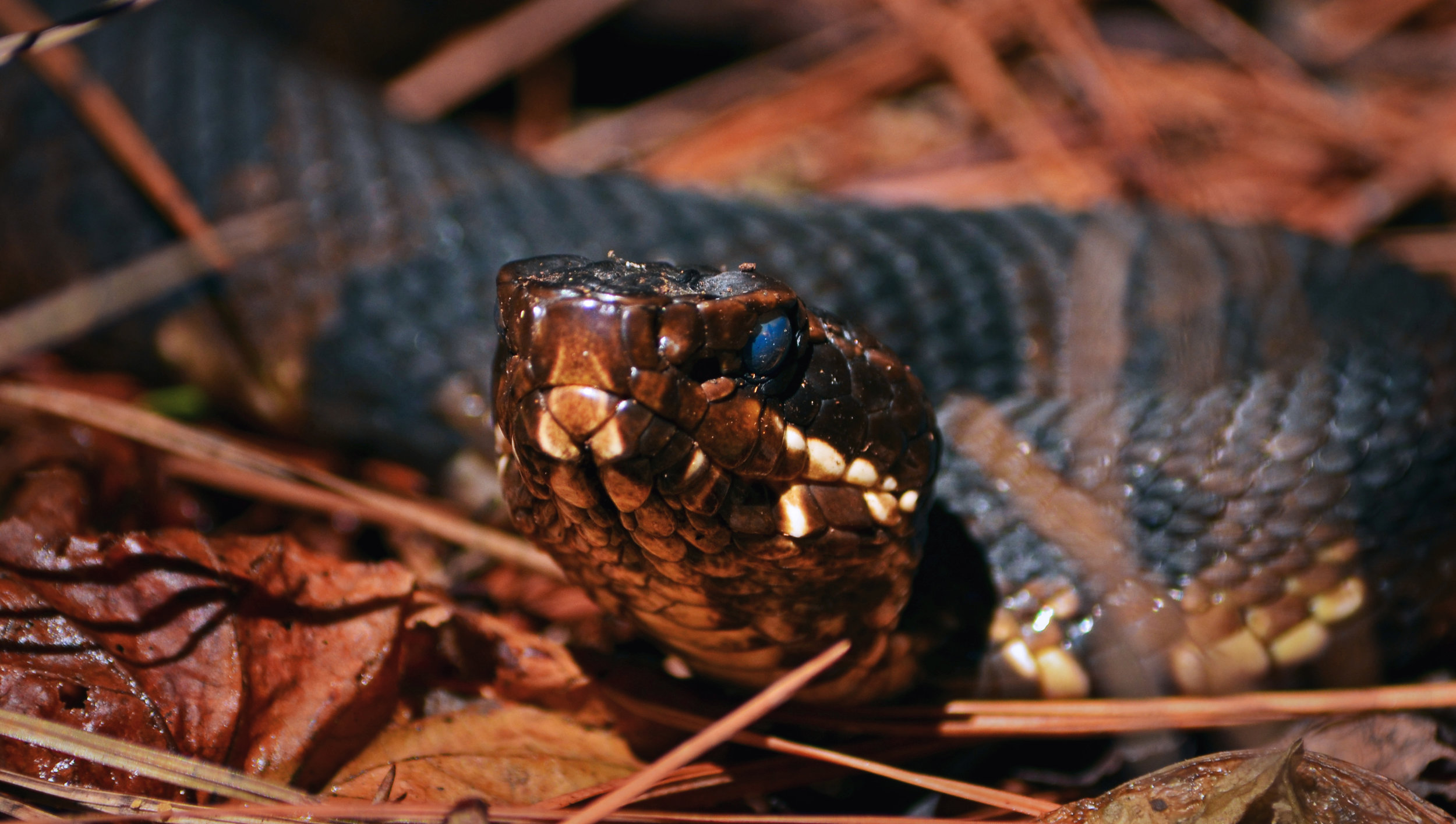 COTTONMOUTHCLOSEUP.jpg