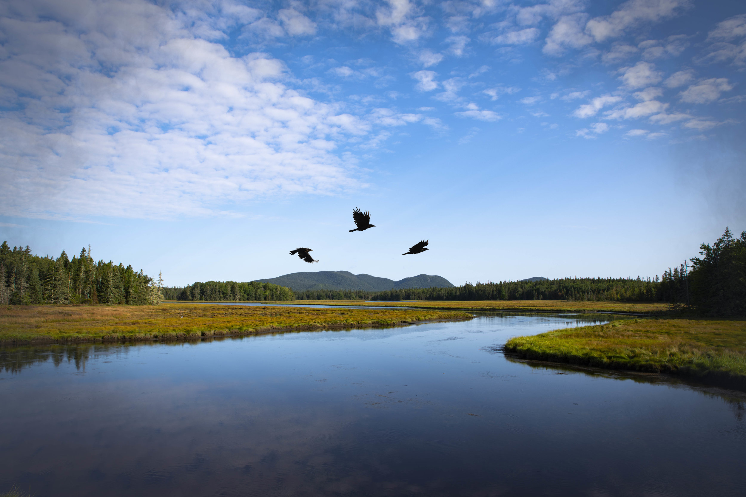 BIRDS_ON_A_STRING_BACKGROUND.jpg