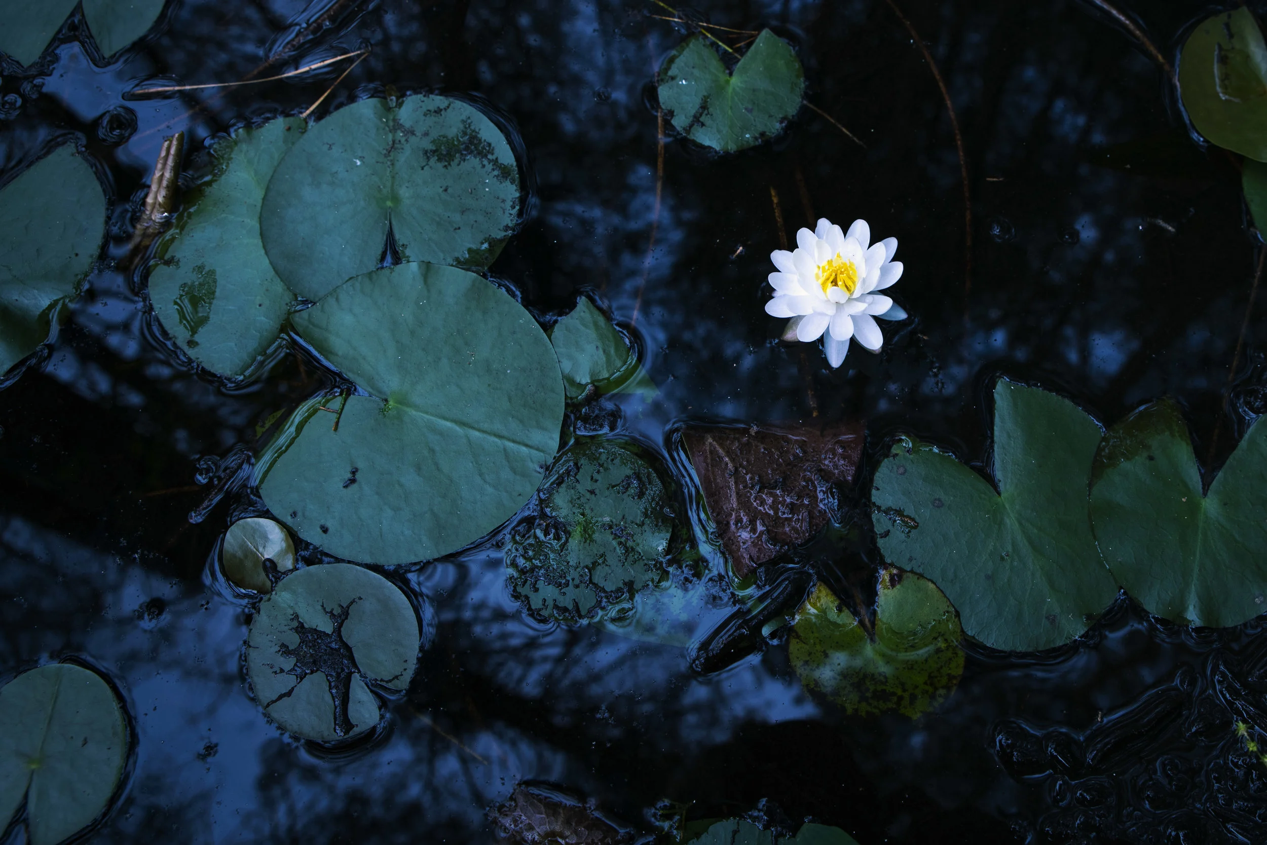 WATERLILY1CROPsm.jpg