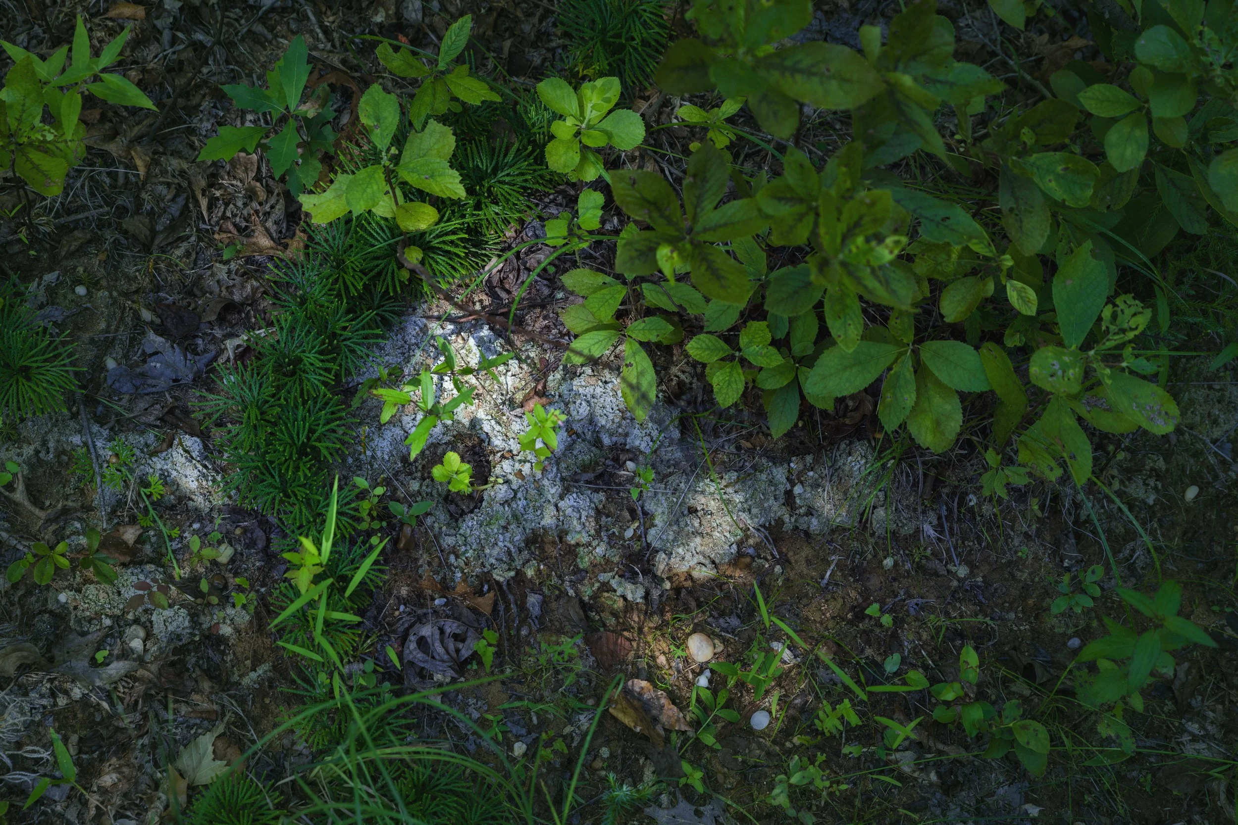 FORESTFLOOR.jpg