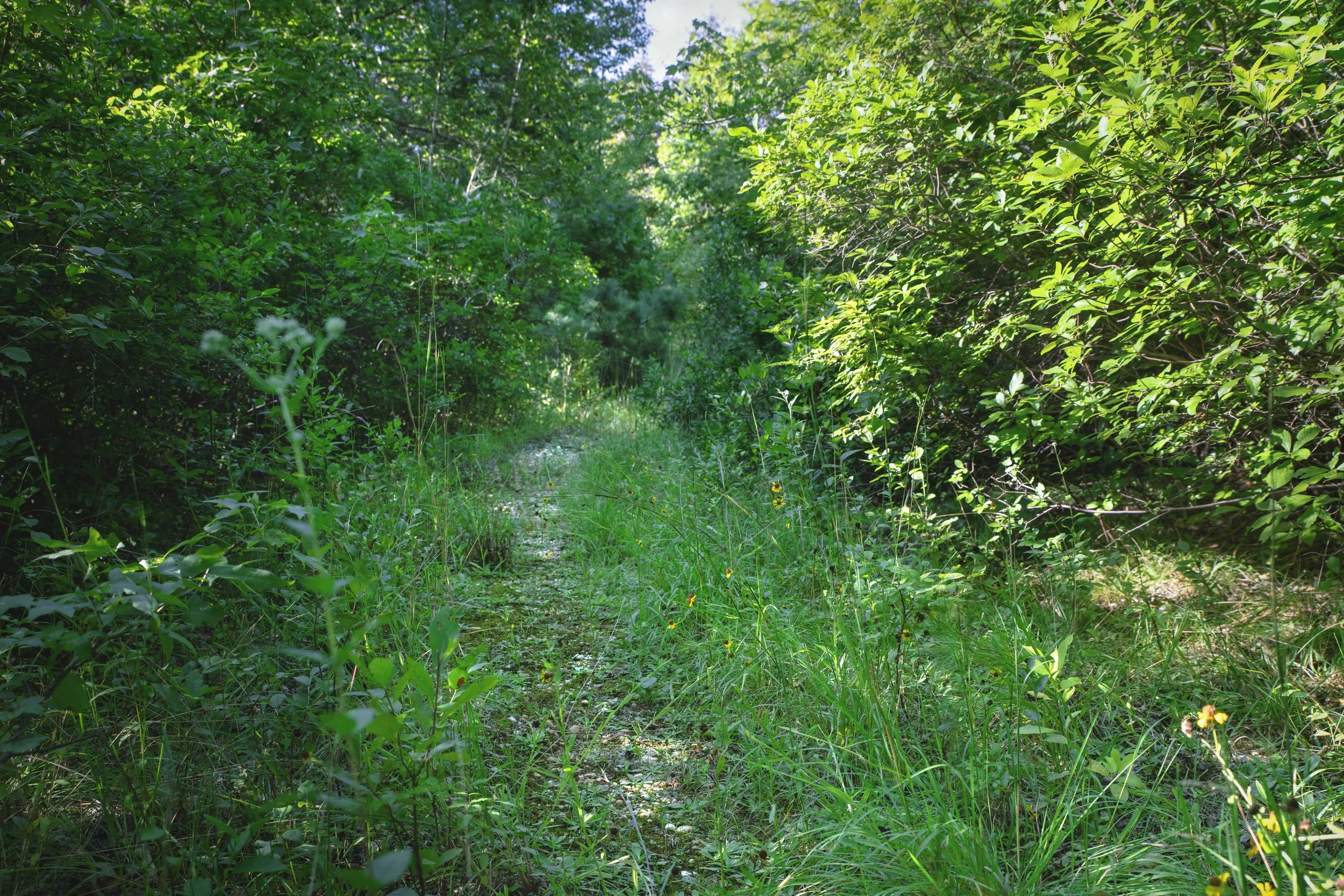 FORESTPATH_2.jpg