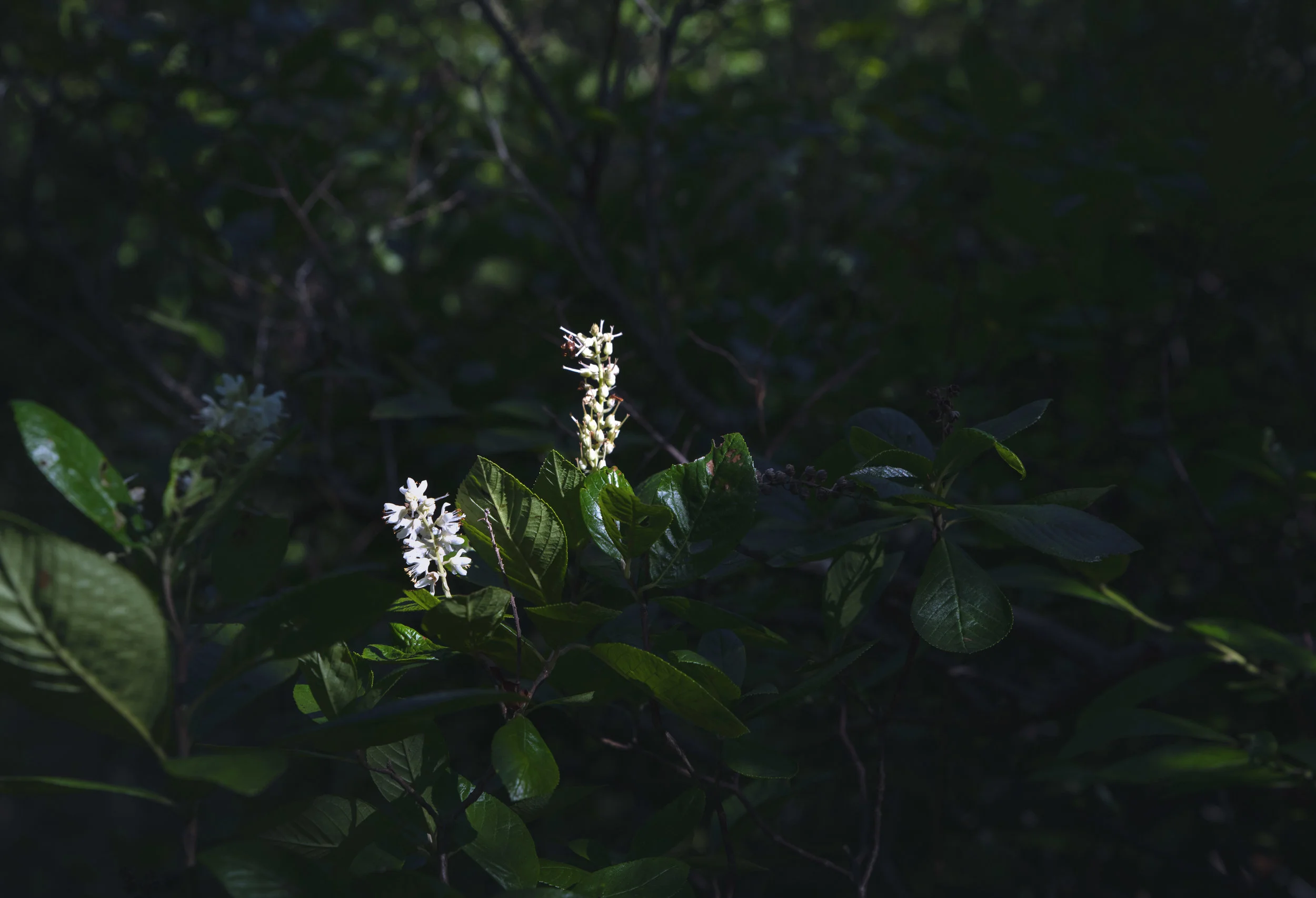 SPICEBUSH.jpg