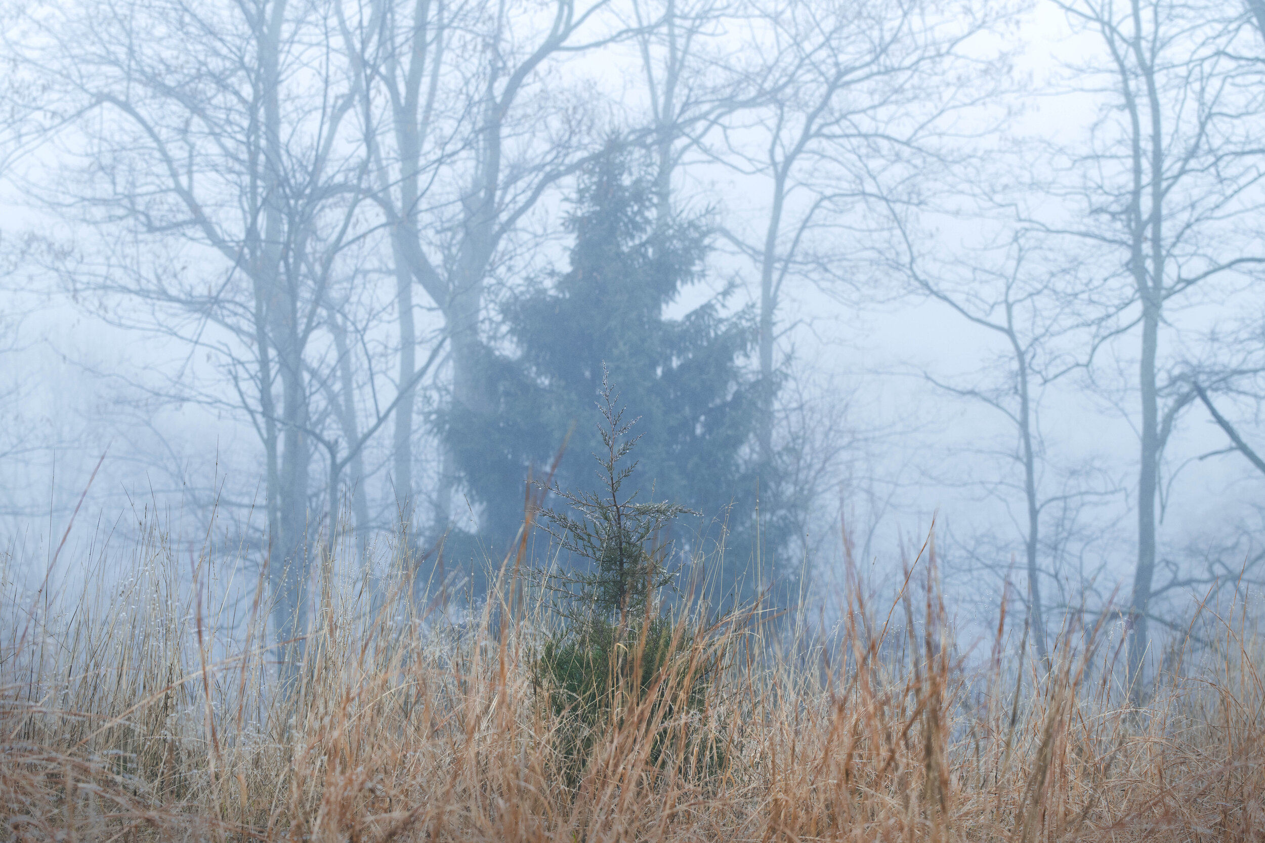 DSC_2104.jpg