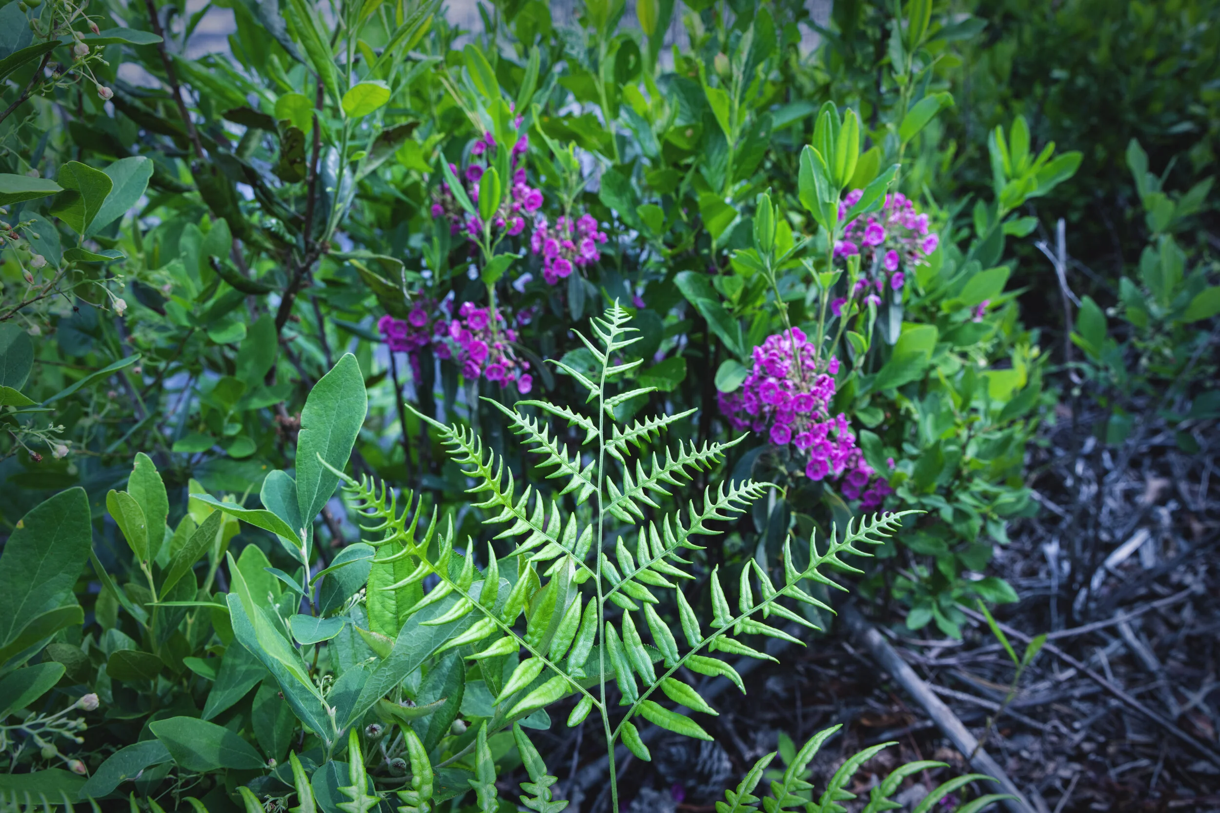 FERN_FLOWERS.jpg