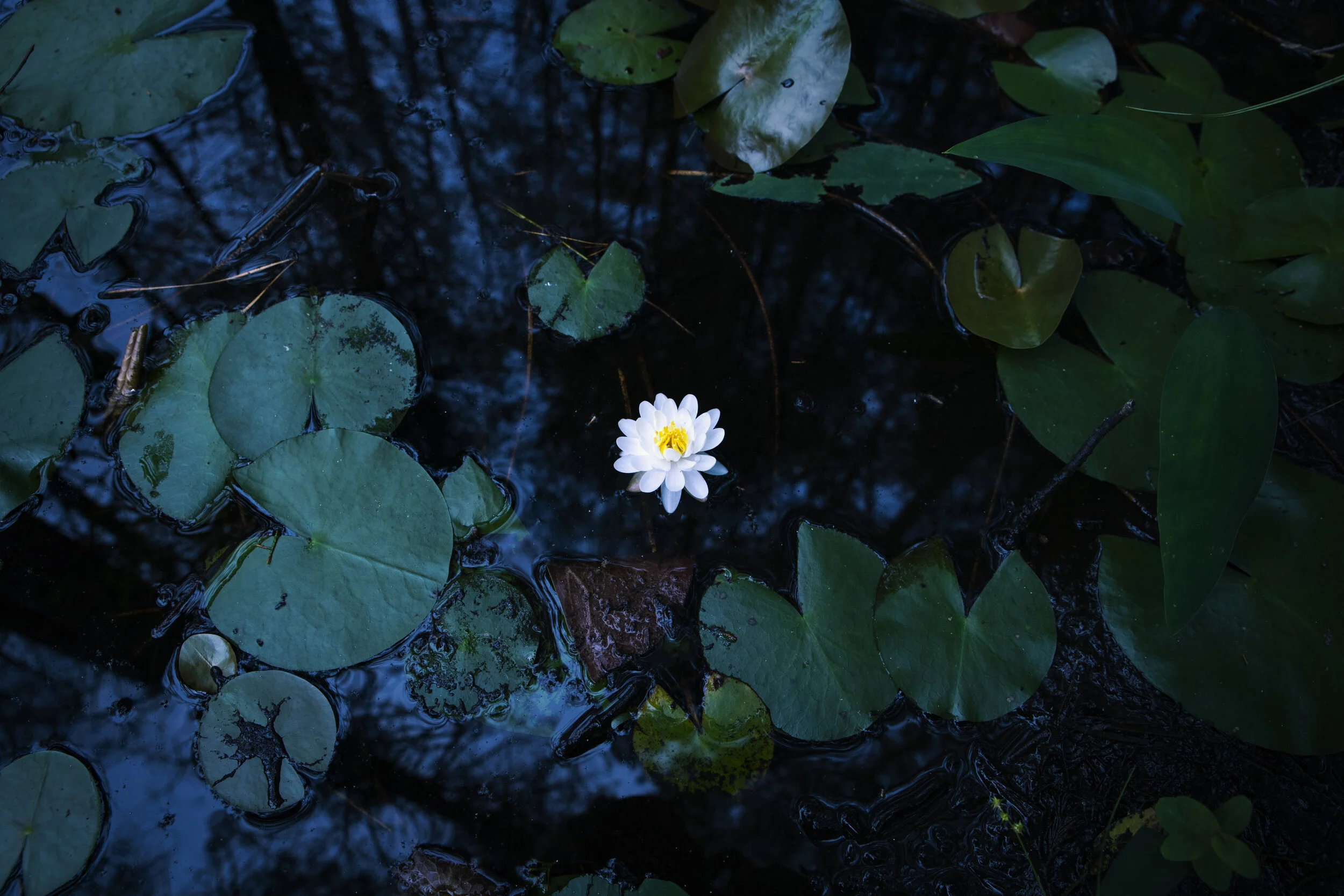 WATERLILY1sm.jpg