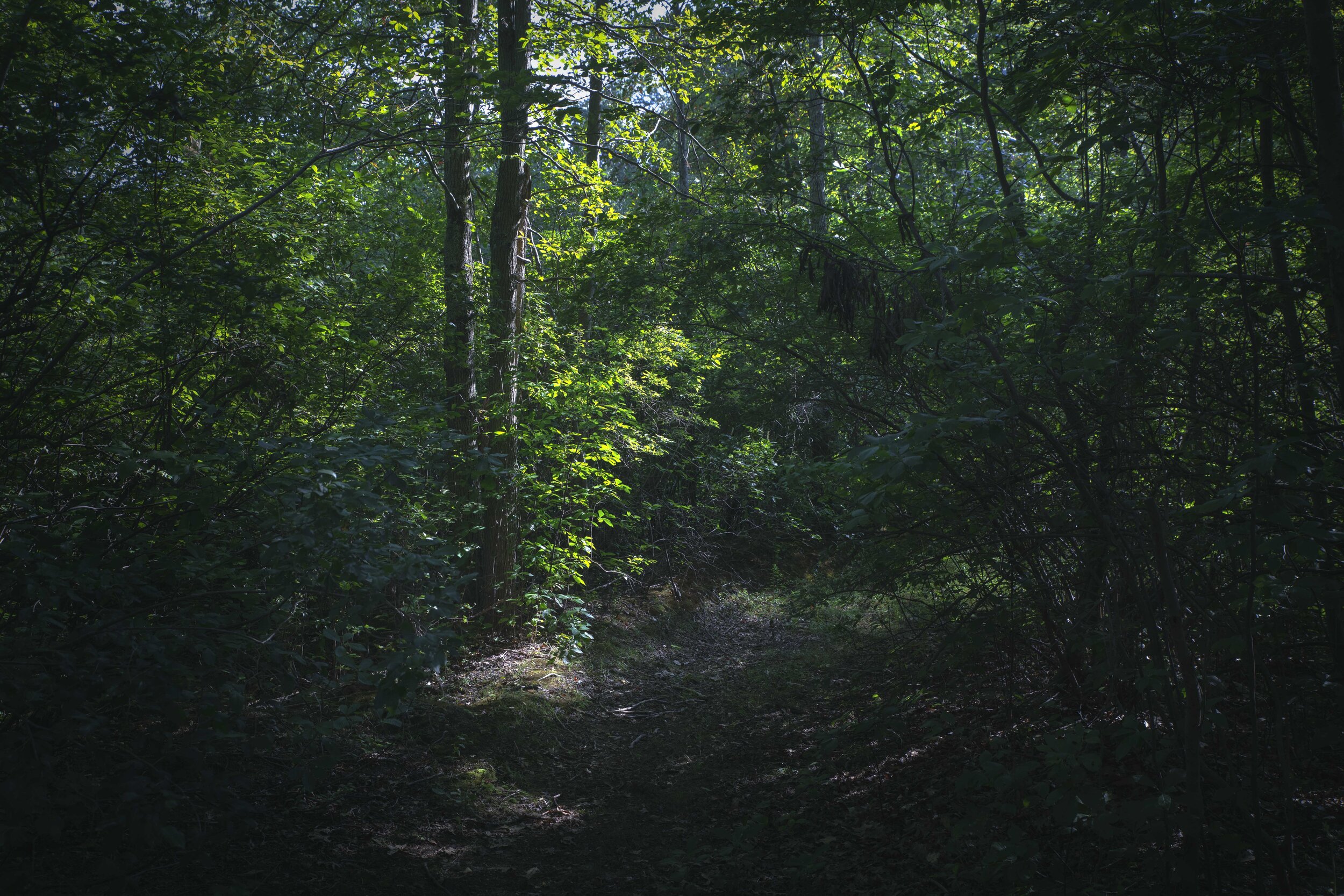 FOREST_PATH1.jpg