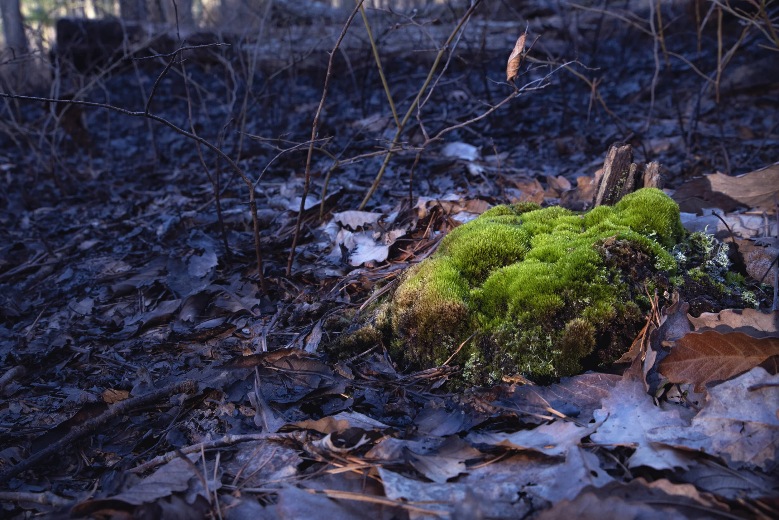 DSC_8364.jpg