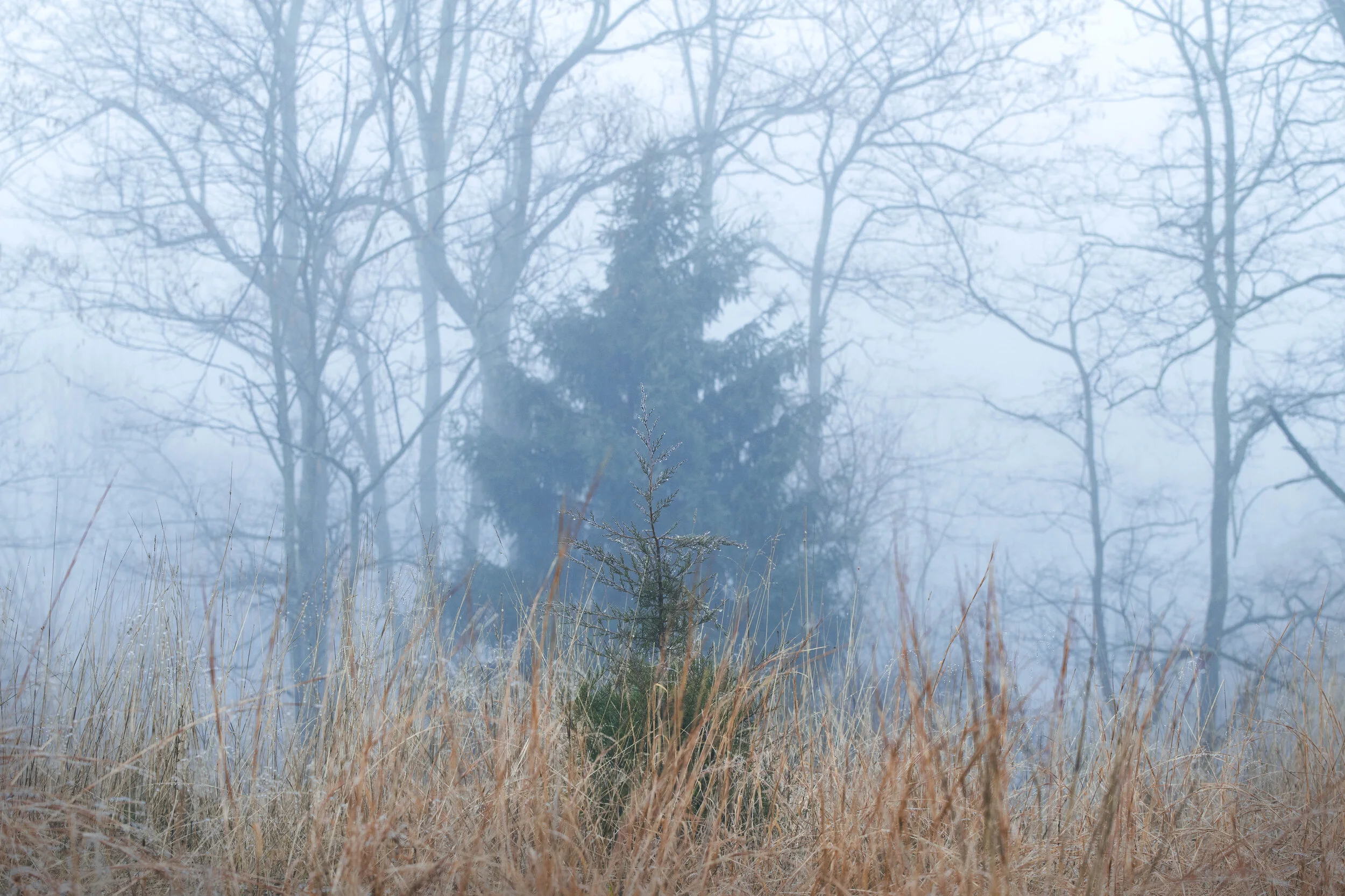 DSC_2104.jpg