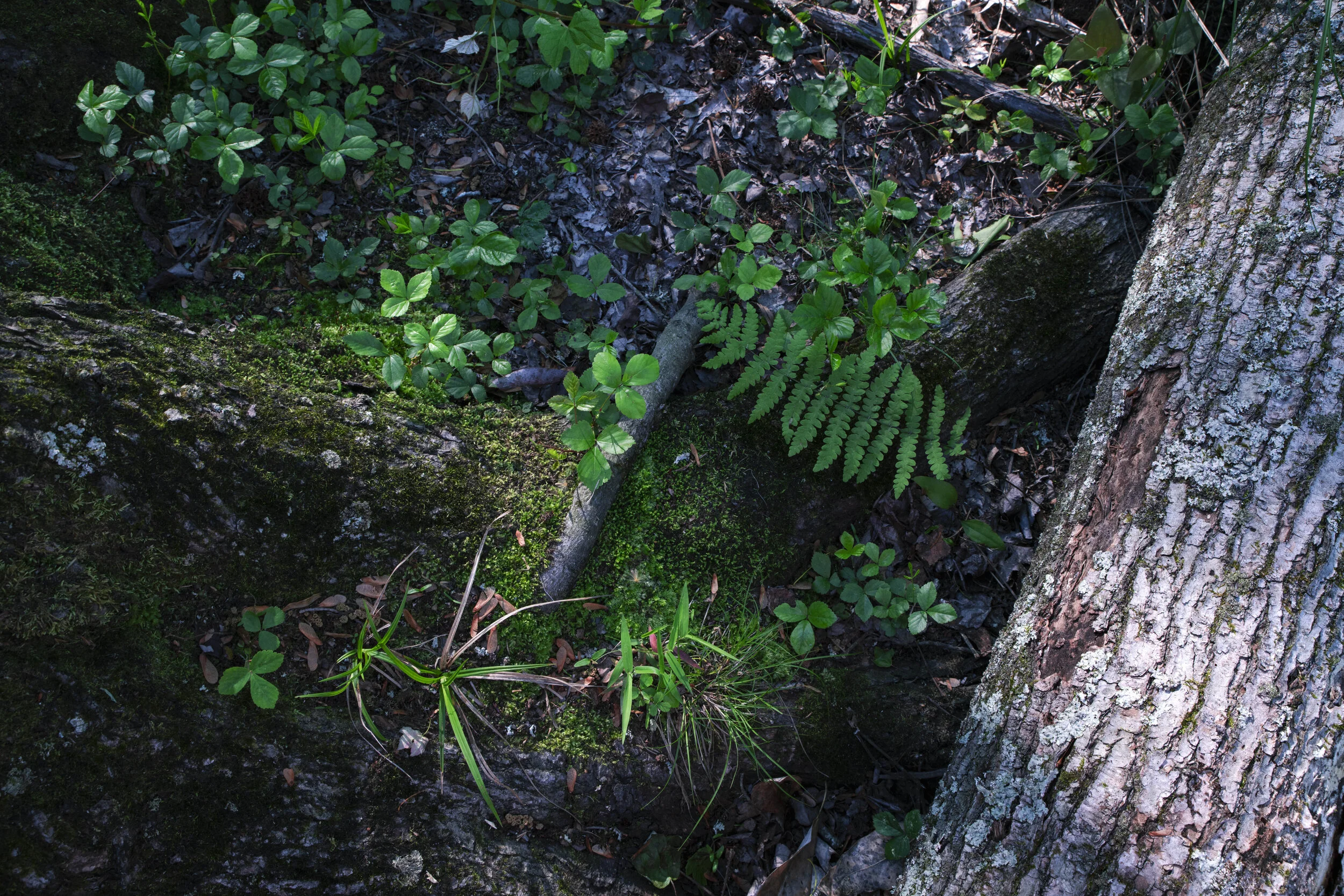 FERN_GULLY2.jpg