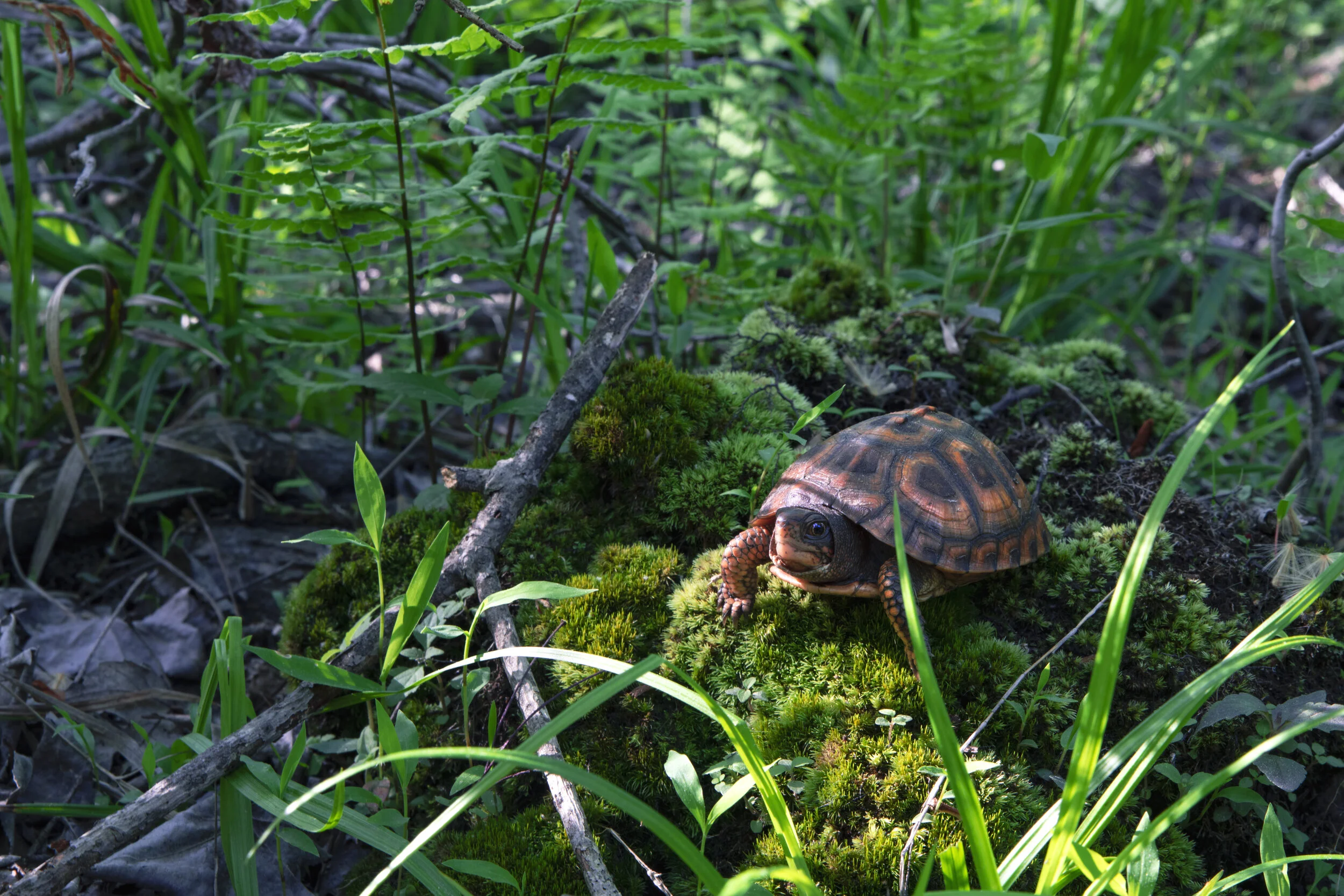 BOX_TURTLE_PRIMESMALL.jpg