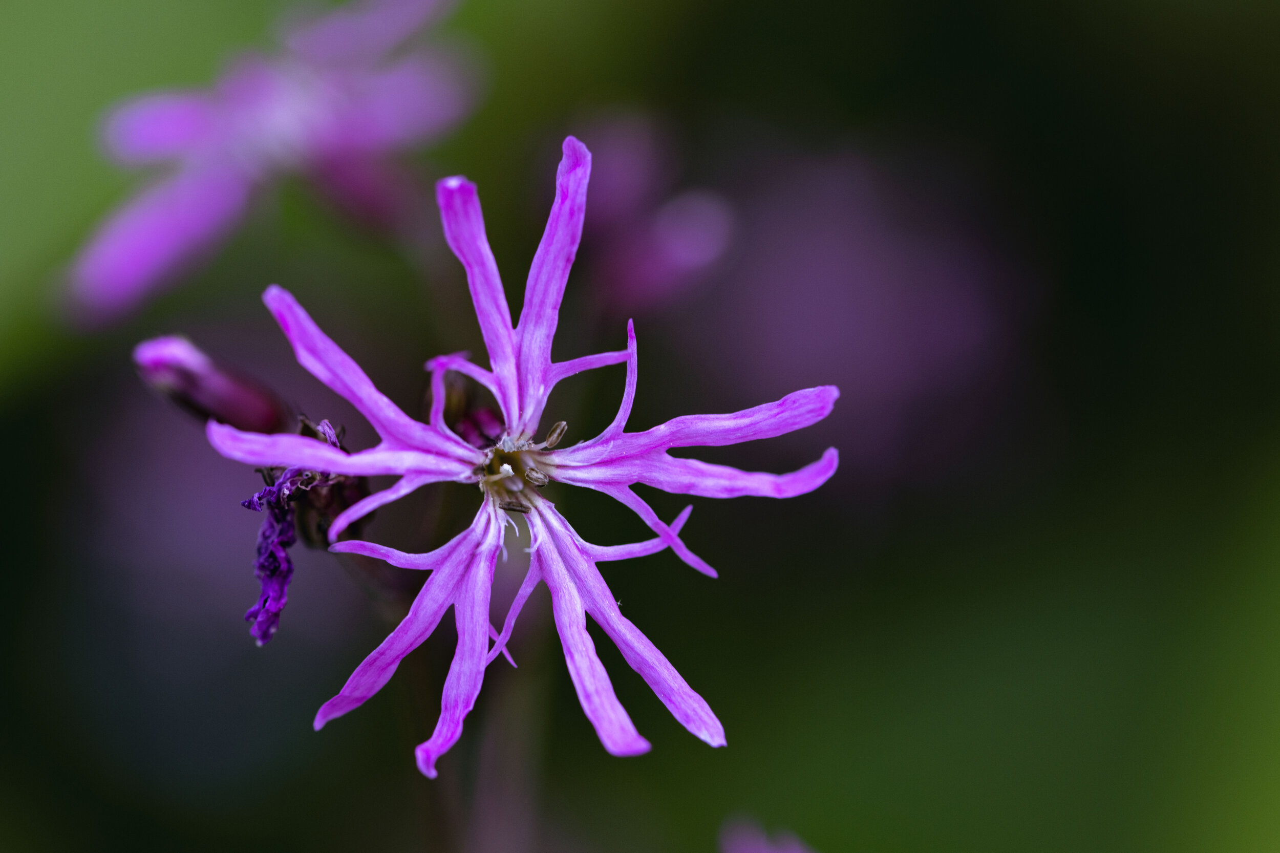 ASTERFLOWERFRIEND.jpg