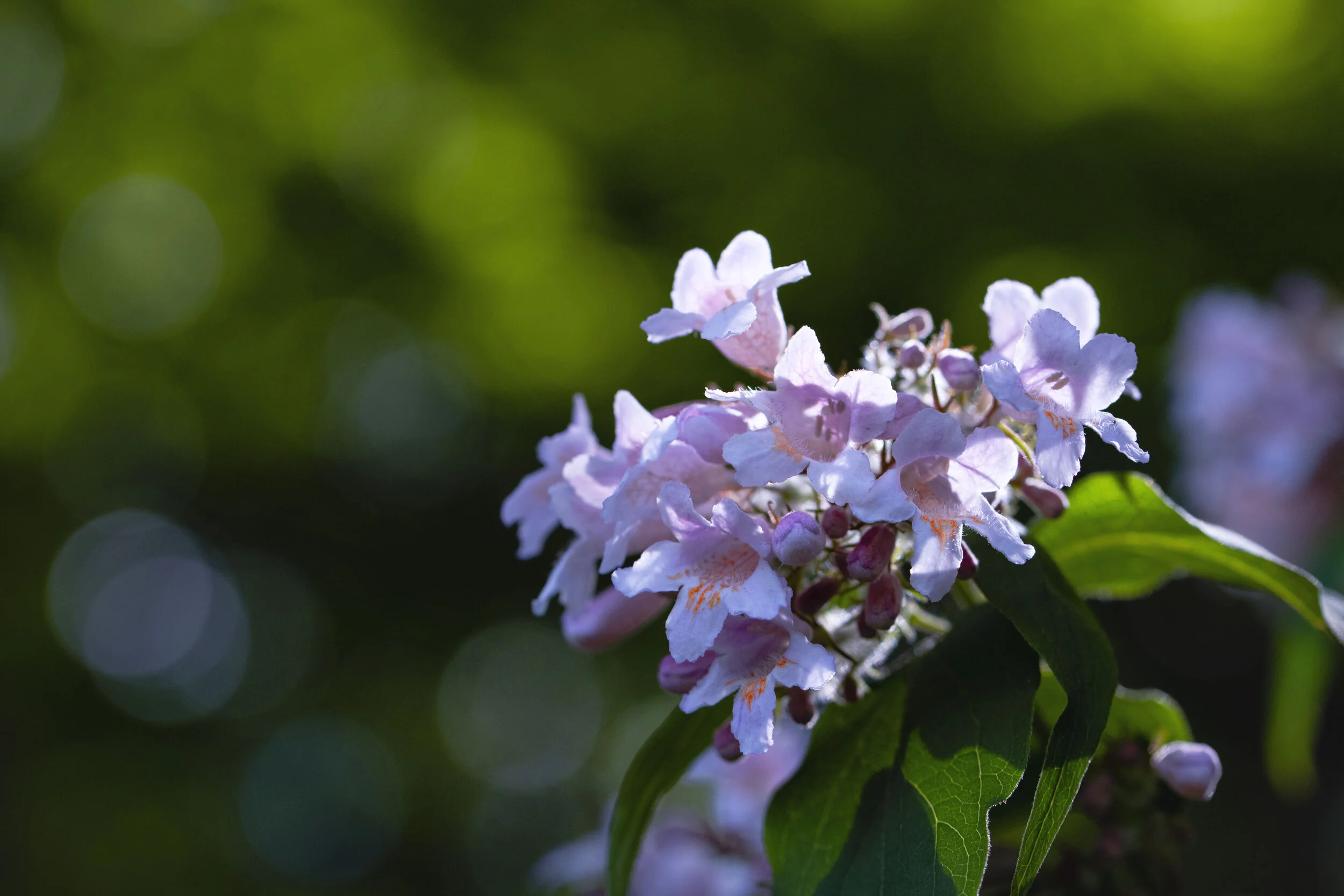 ABELIAGRANDIFLORA.jpg