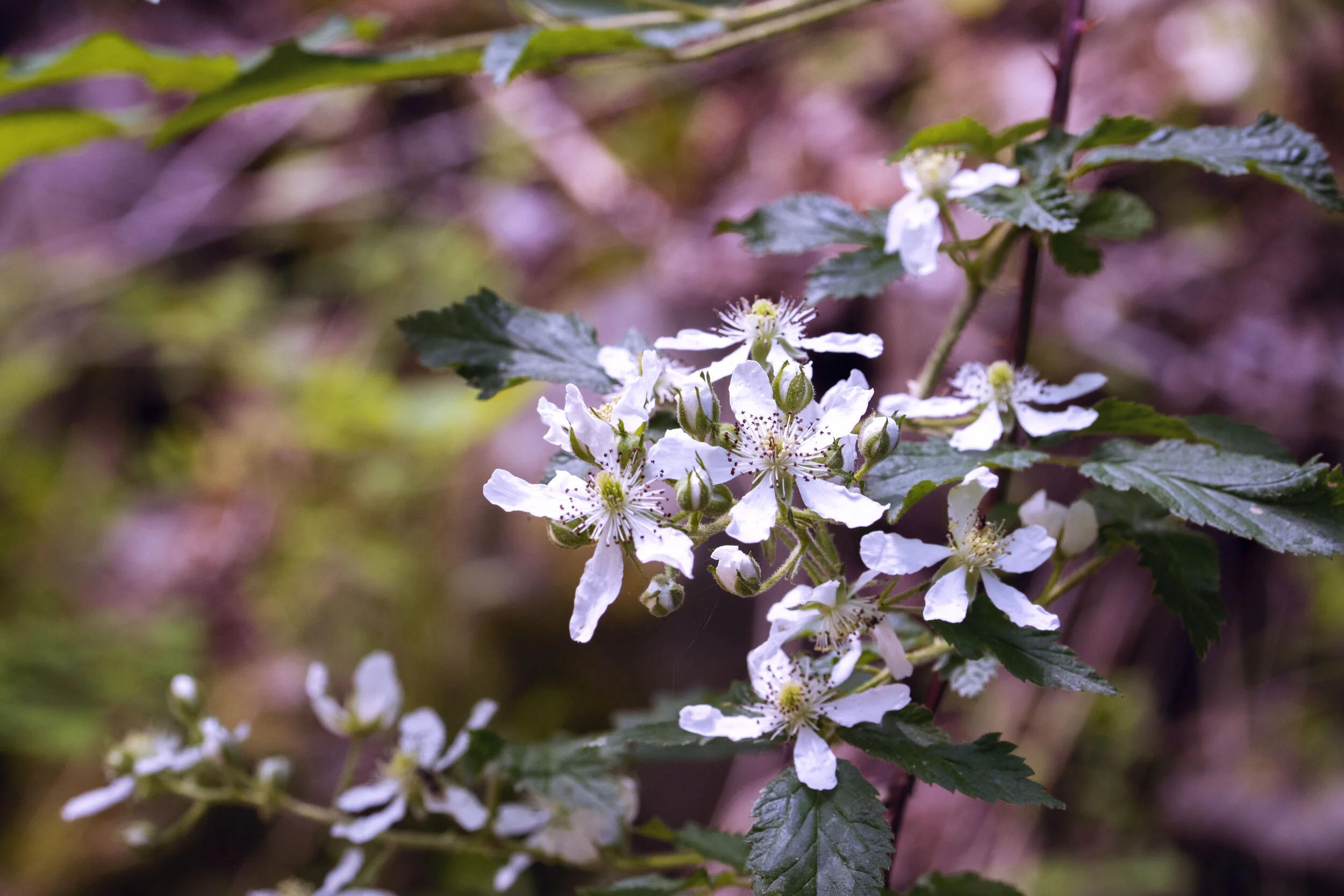 BLACKBERRY.jpg