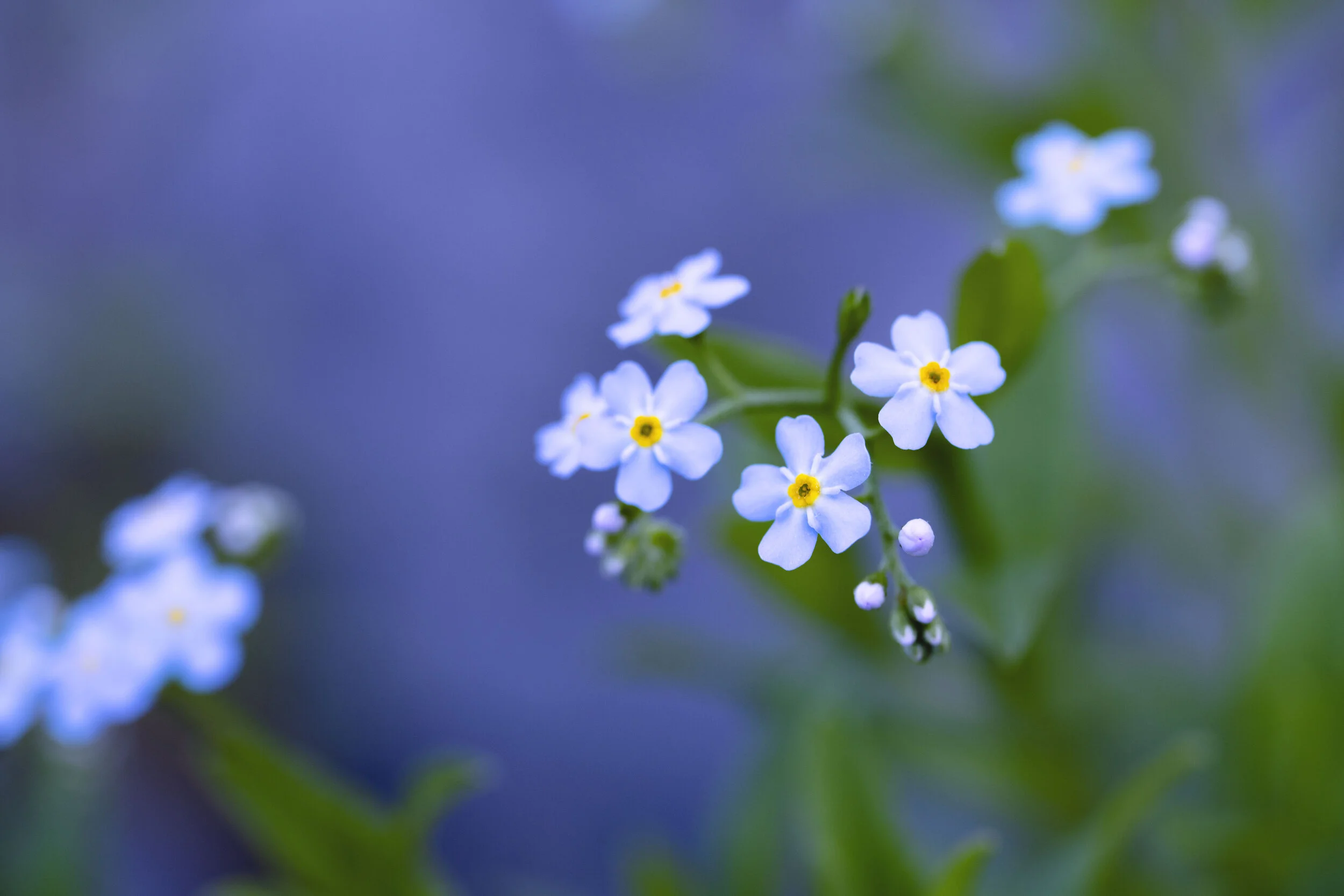 CUTELITTLEFLOWERFRIEND.jpg