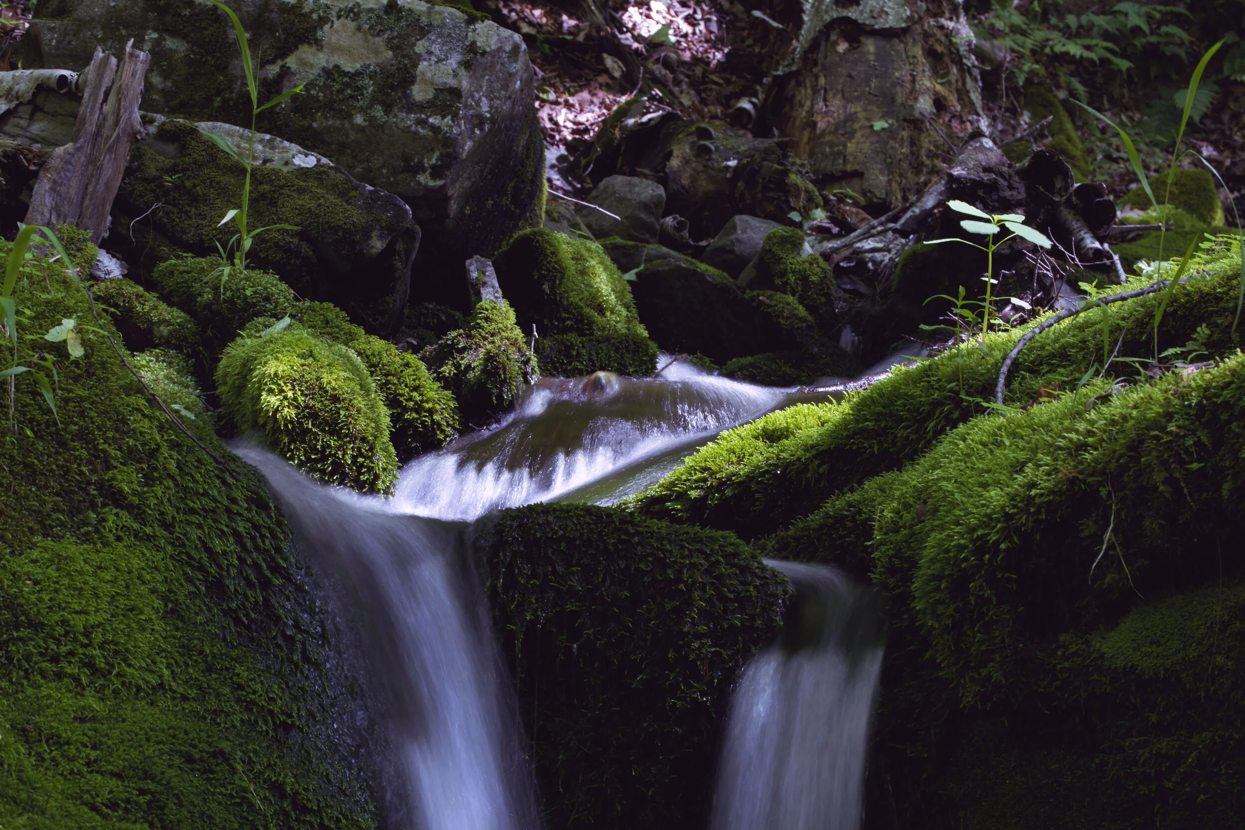 DUALFLOW_MOSsMAGIC.jpg