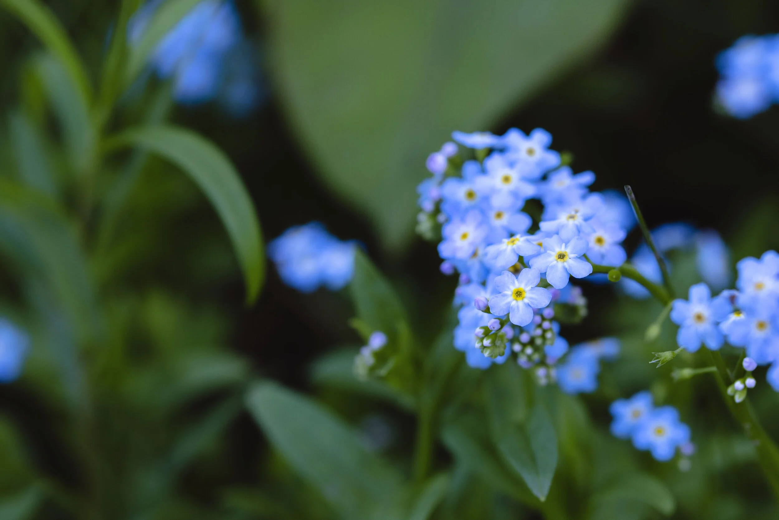 FLOWERFRIENDWITHFRIENDS.jpg