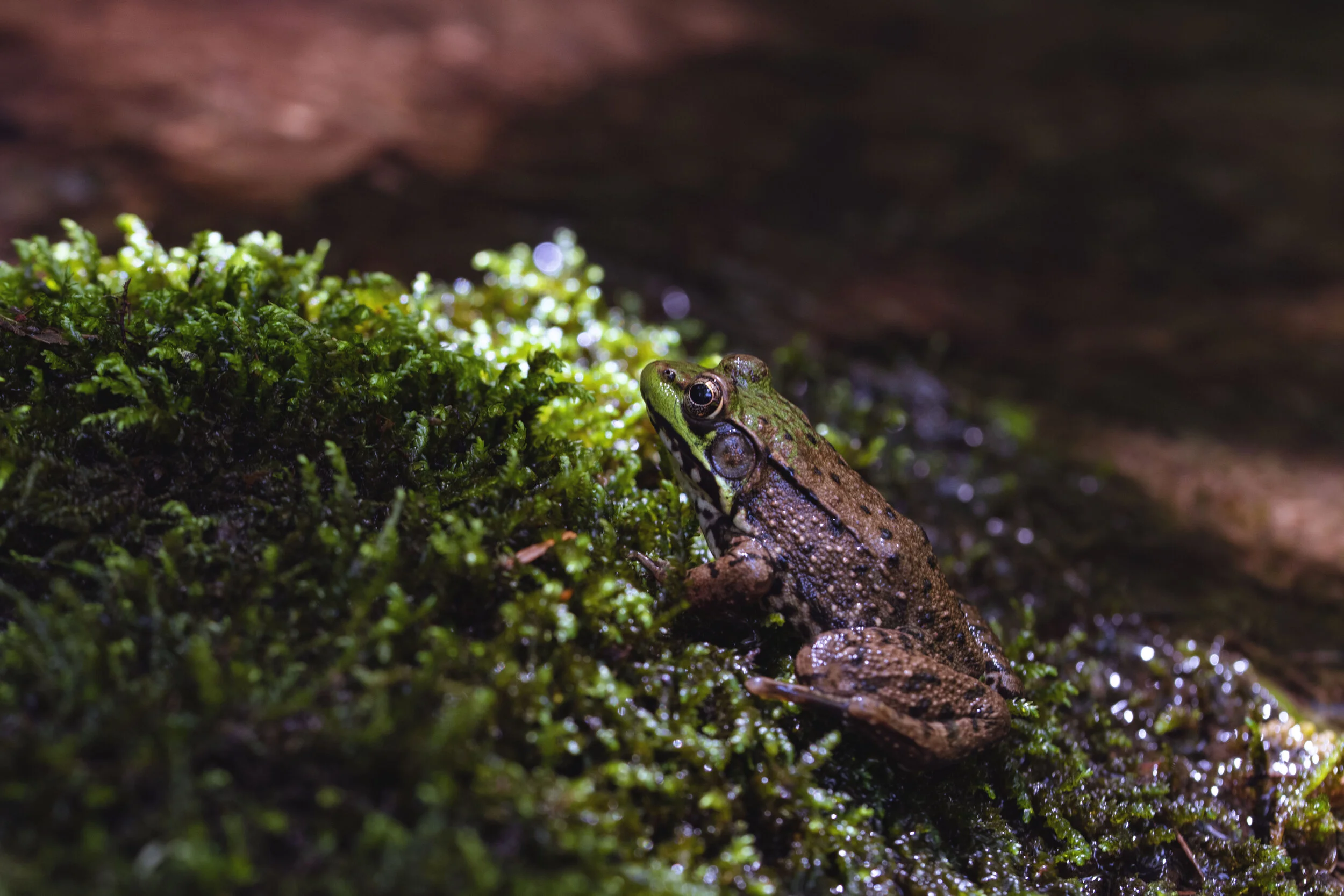 FROGMAMA1.jpg