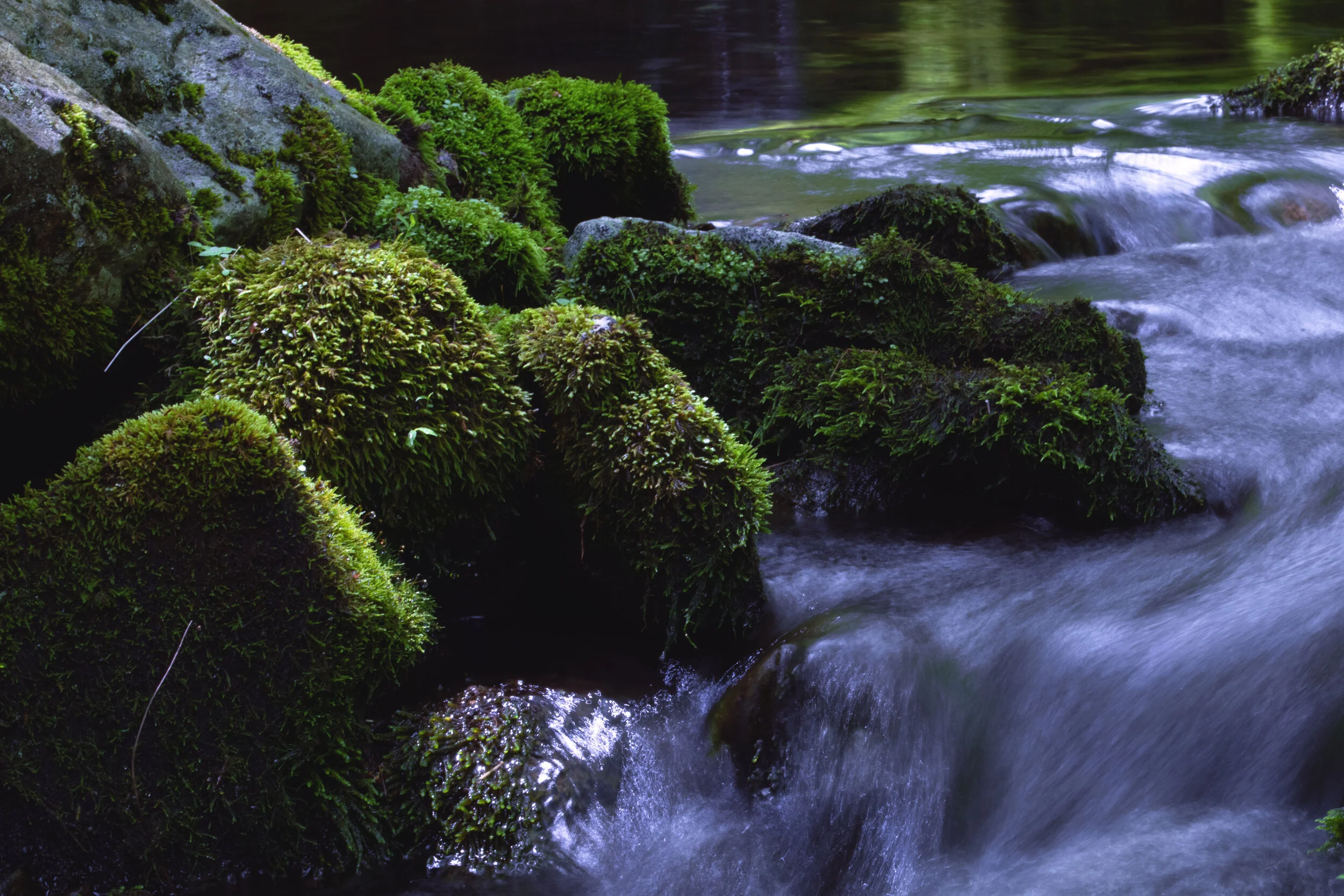 MOSSRIVER2.jpg