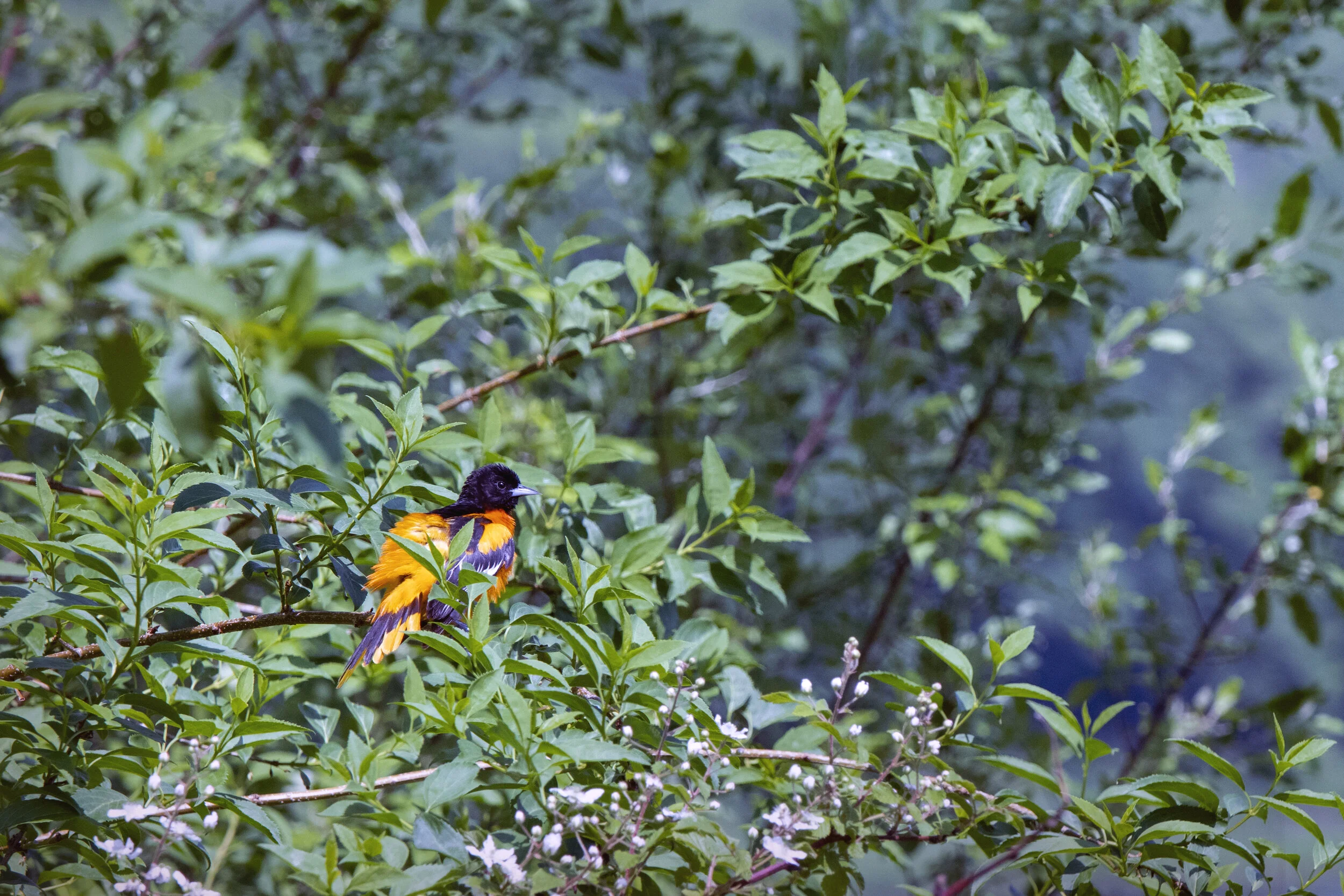 ORIOLEBIRDIE copy.jpg