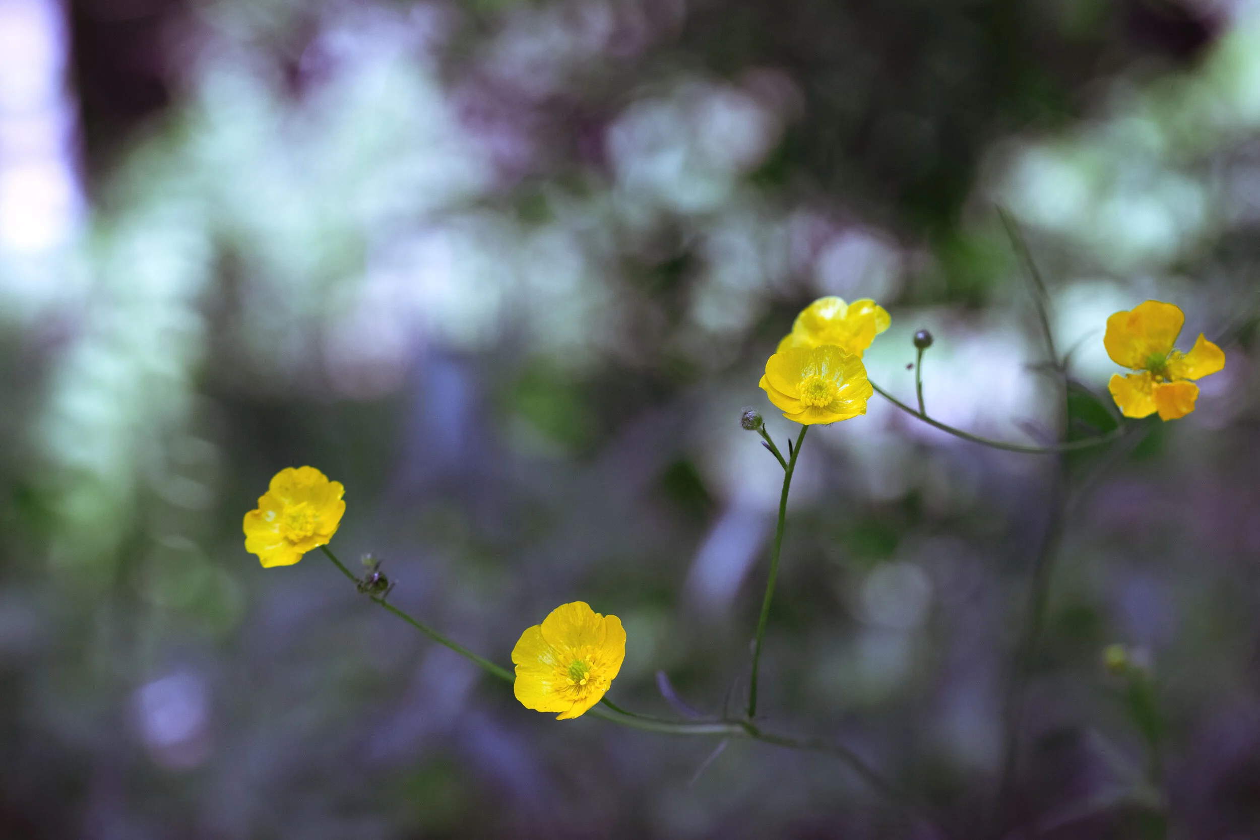 YELLOWWILDFLOWER.jpg