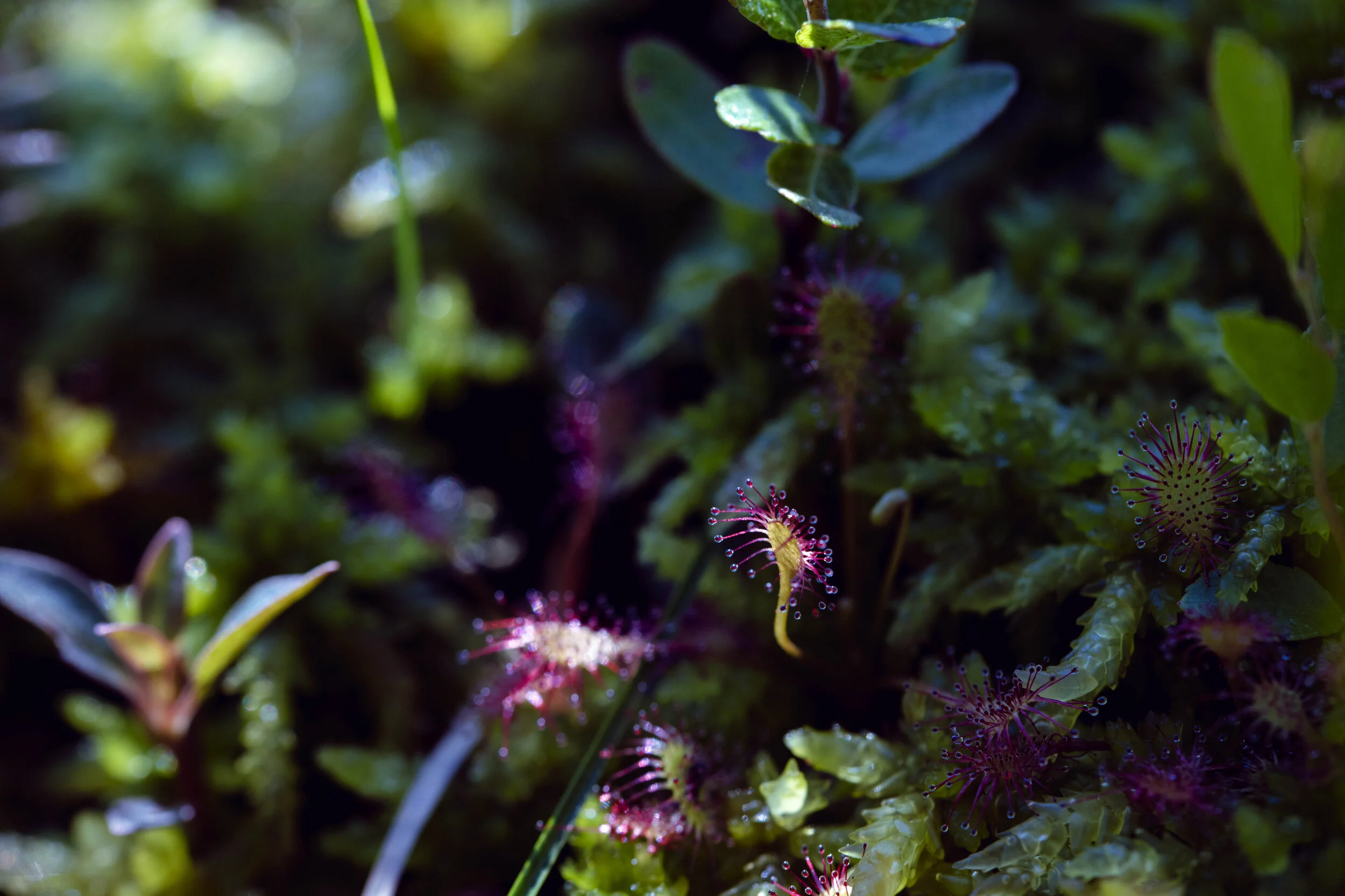 SUNDEW1.jpg