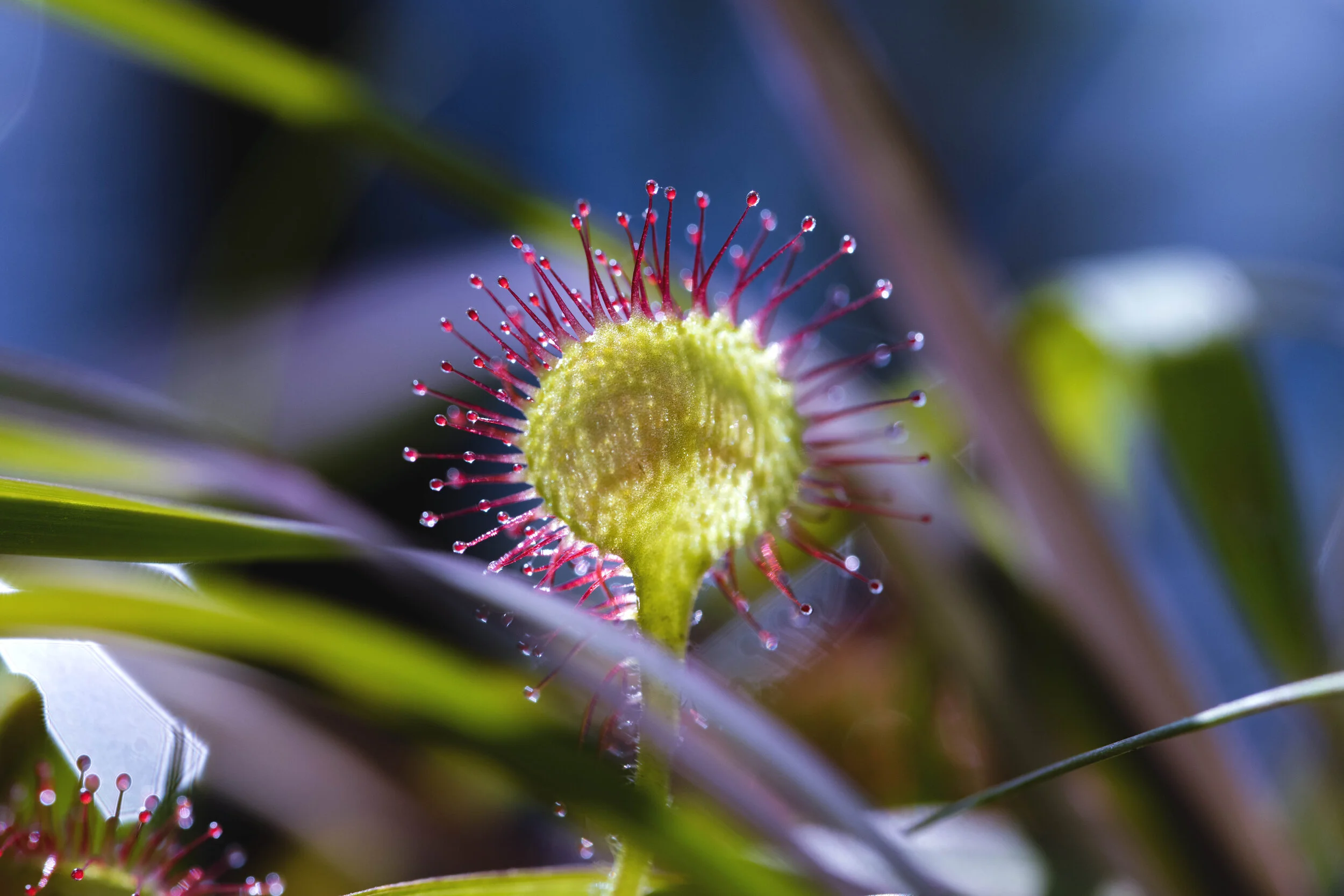 SUNDEW3.jpg