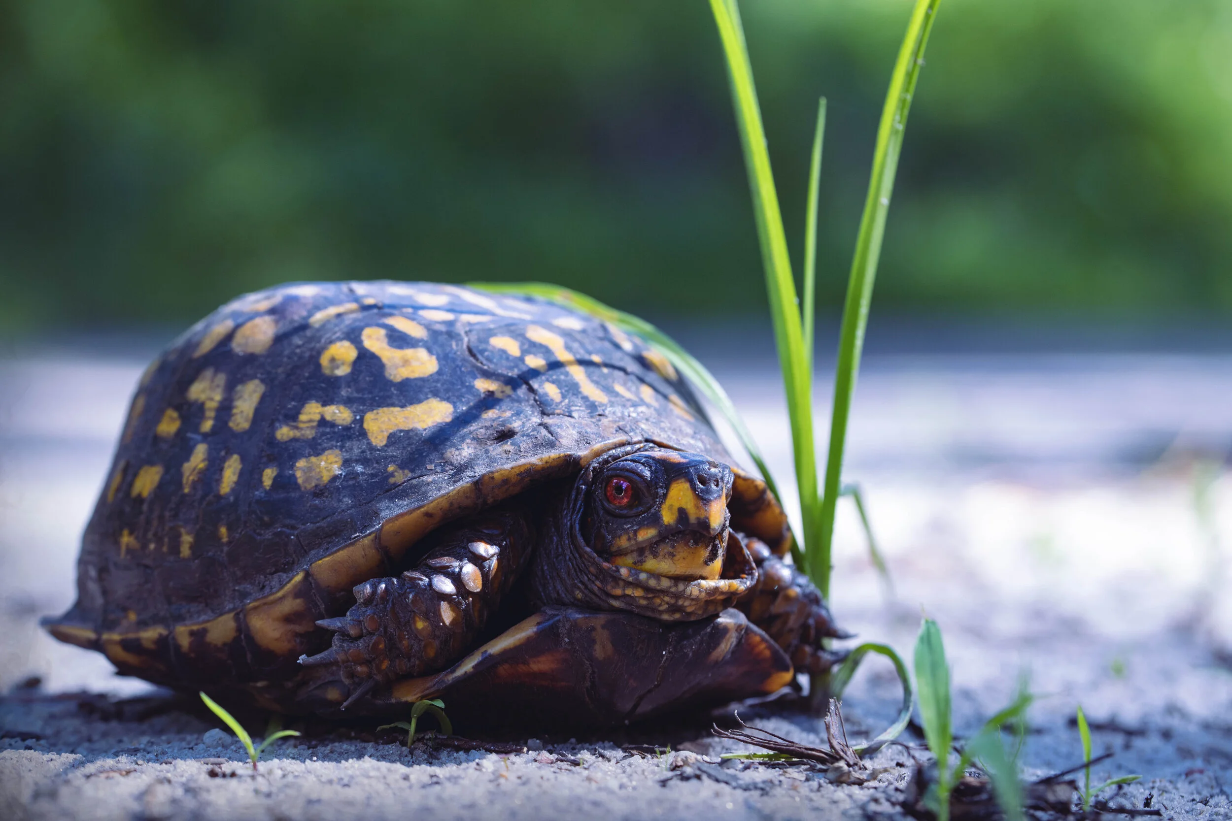 BOXTURTLE_FRIENDWITHGRASS.jpg