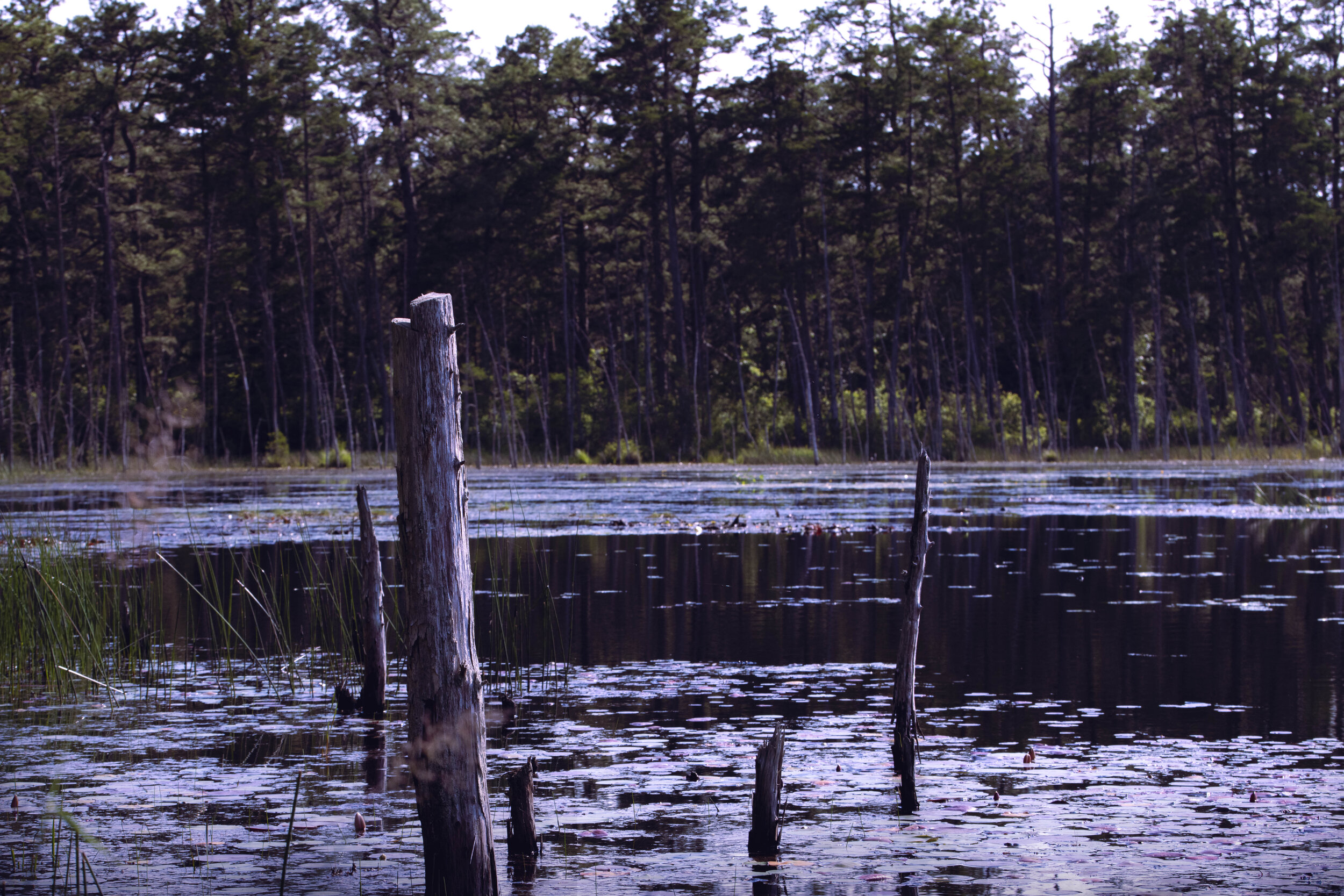 LAKE_POSTS.jpg