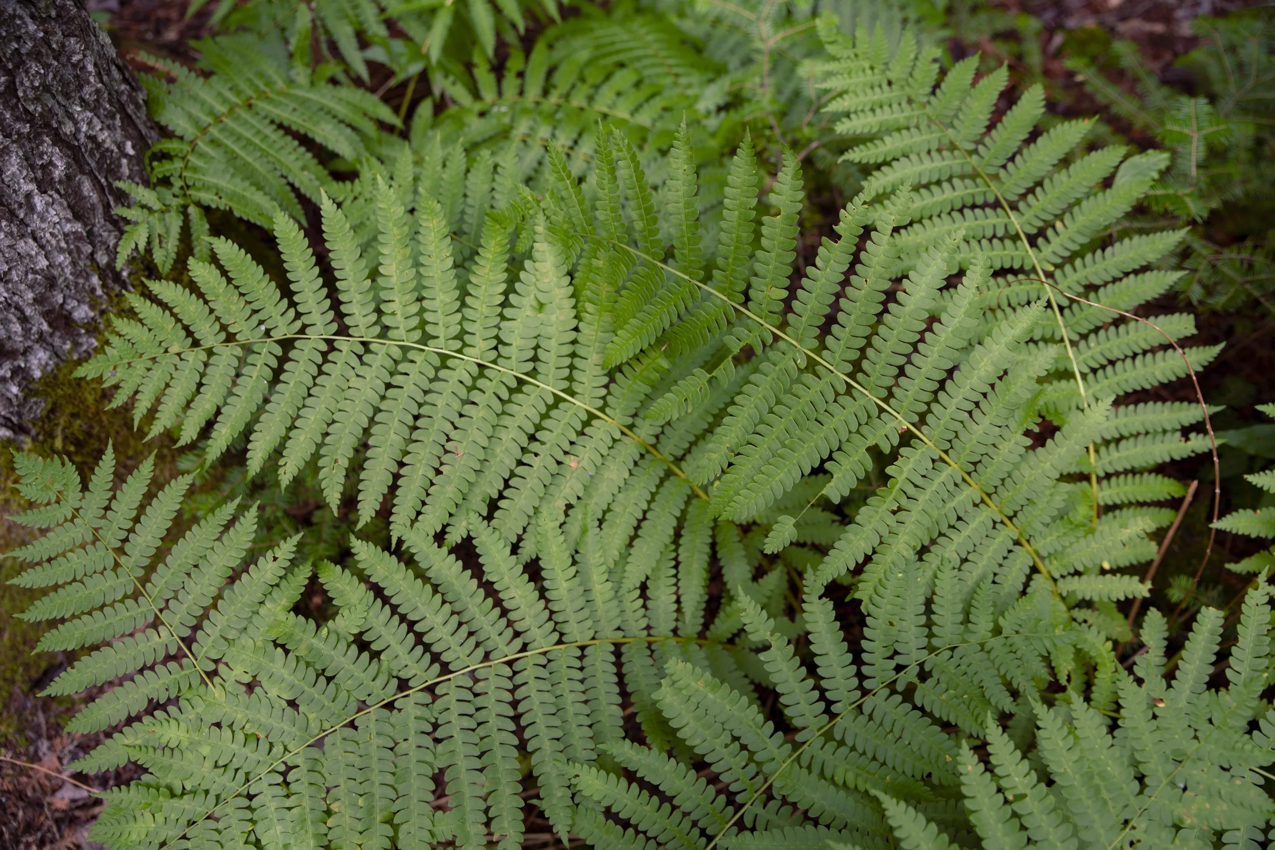 fern1.jpg