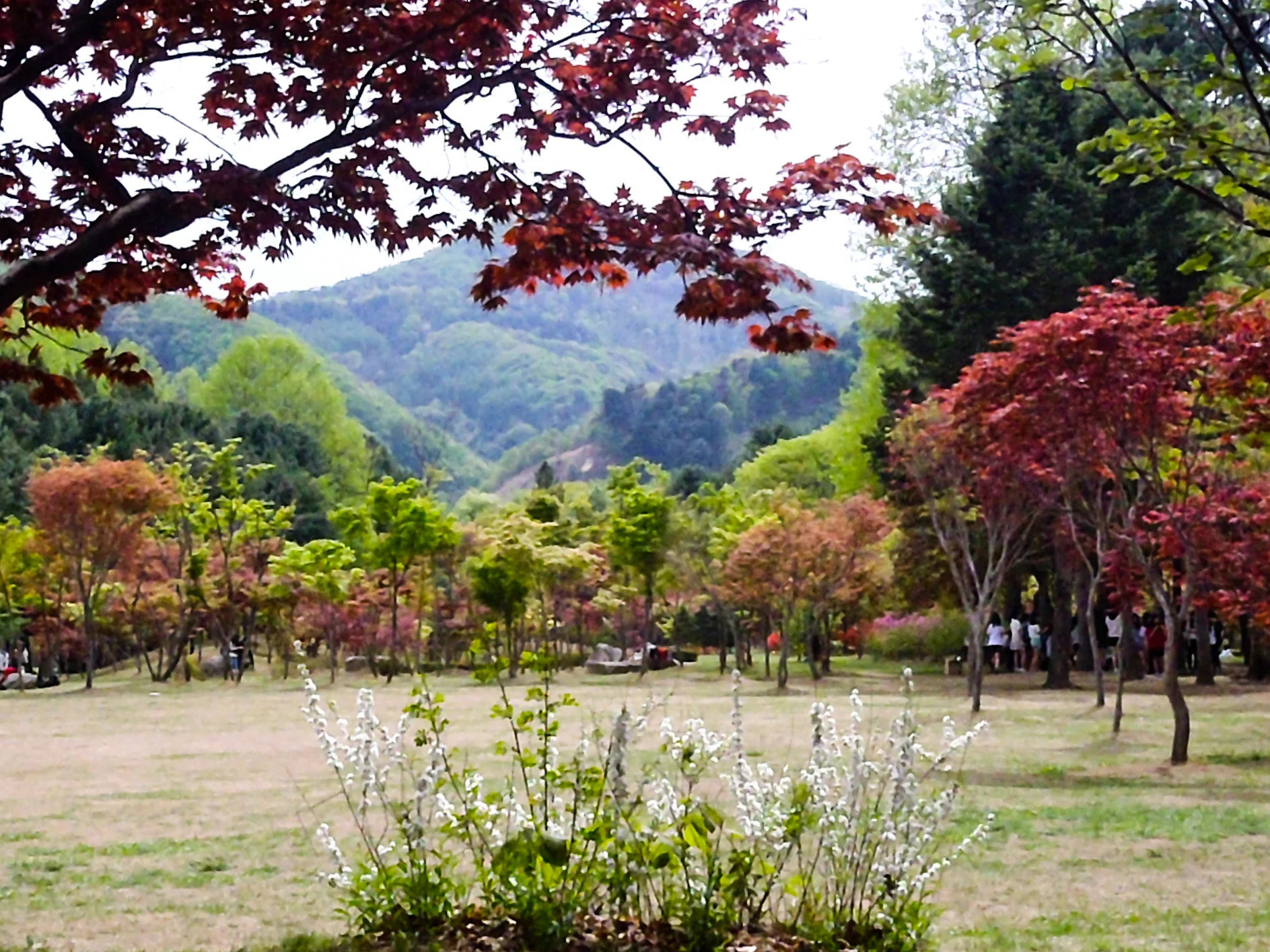 korea (1 of 1).jpg