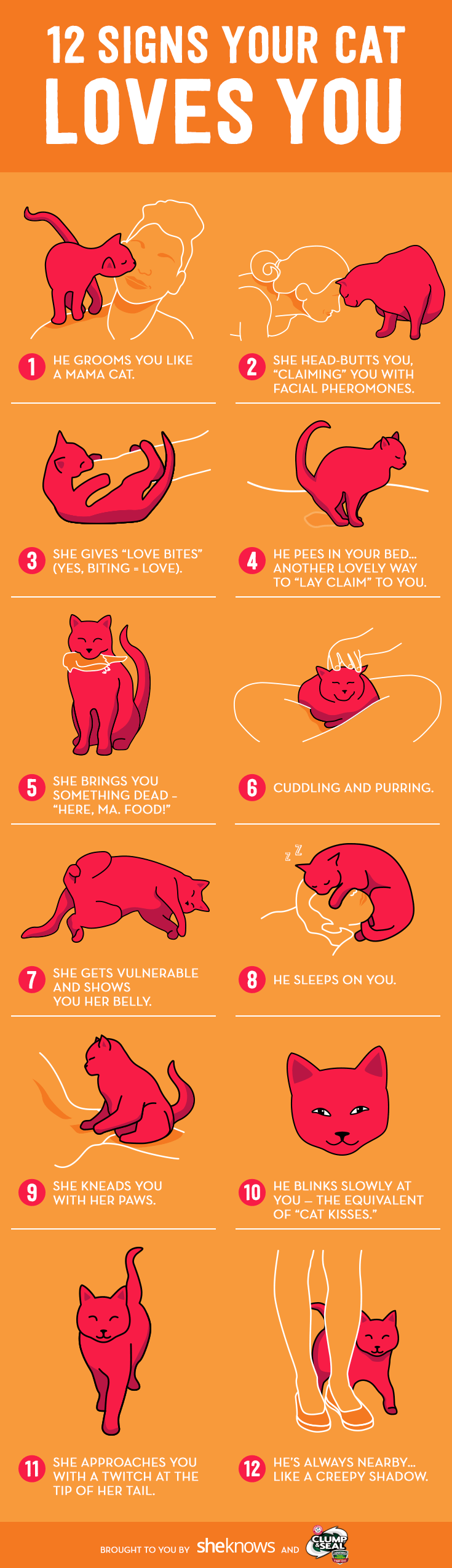 Infographic 12 Signs Your Cat Loves You Becci Made This Graphic Design Jedi Infographic 12 Signs Your Cat Loves You Becci Made This Graphic Design Jedi