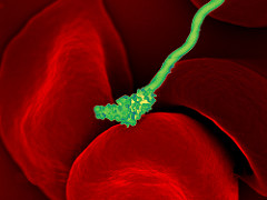 Borrelia hermsii , the causative agent of relapsing fever and red blood cells. credit: NIAID
