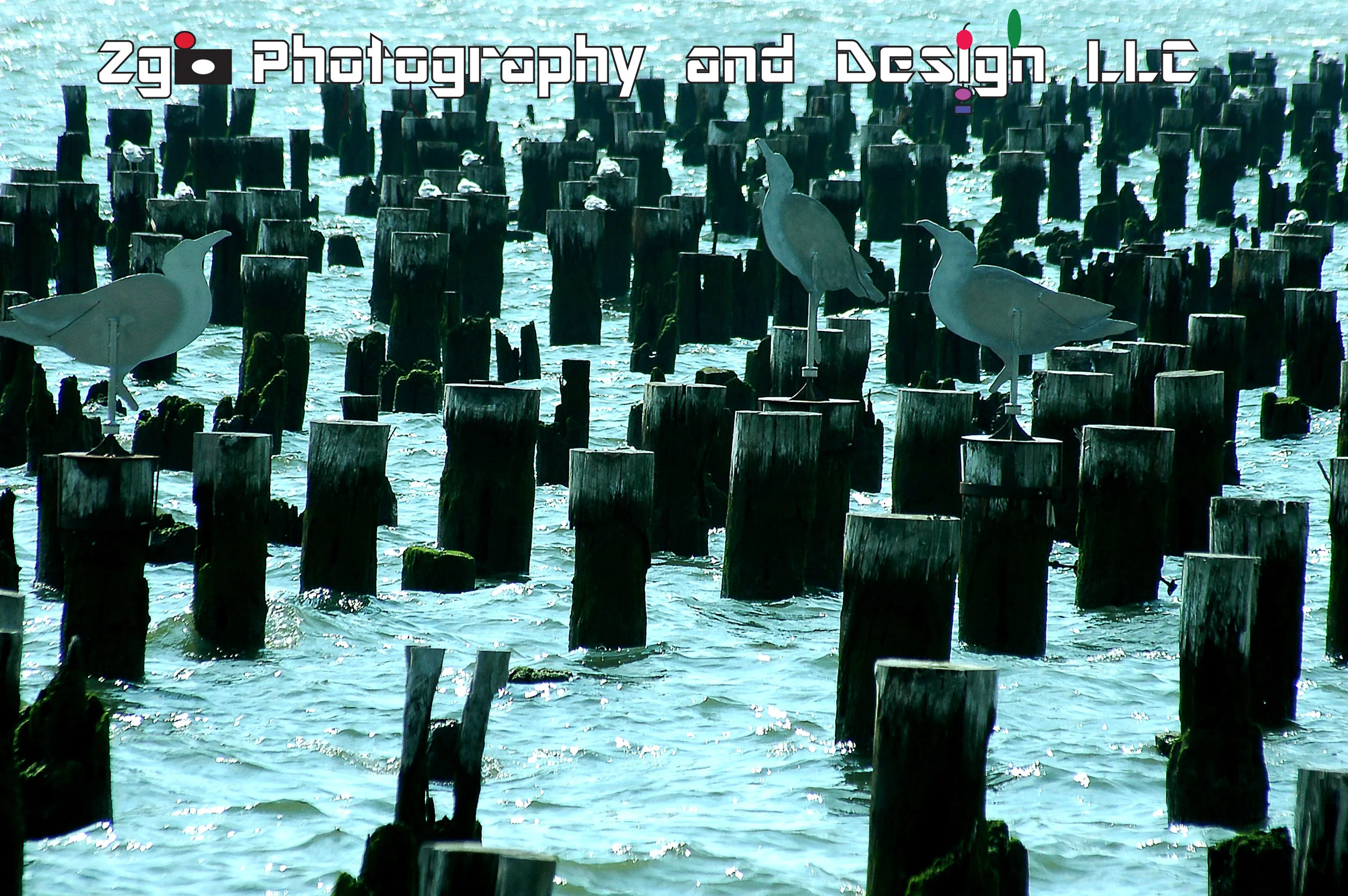 © 2008 - 2014 zgophotographyanddesign.com All Rights Reserved.