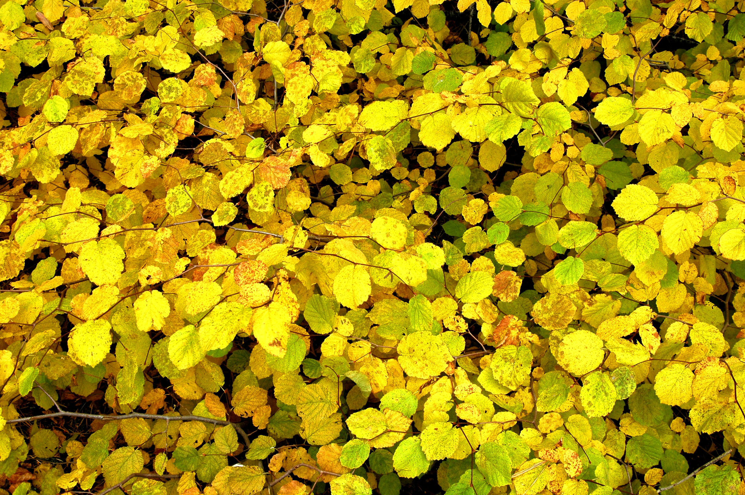 Nature in yellow and green leaves