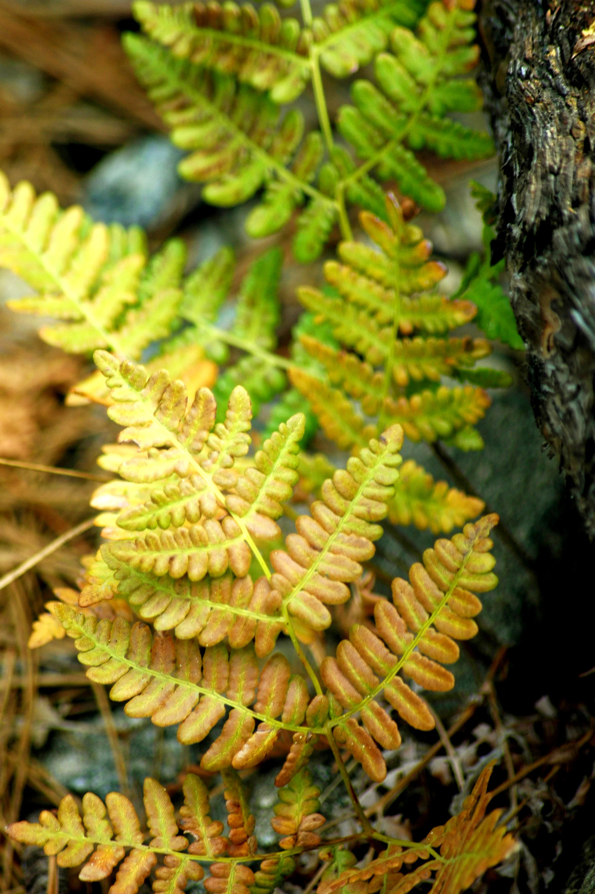 Young Ferns in the Fall