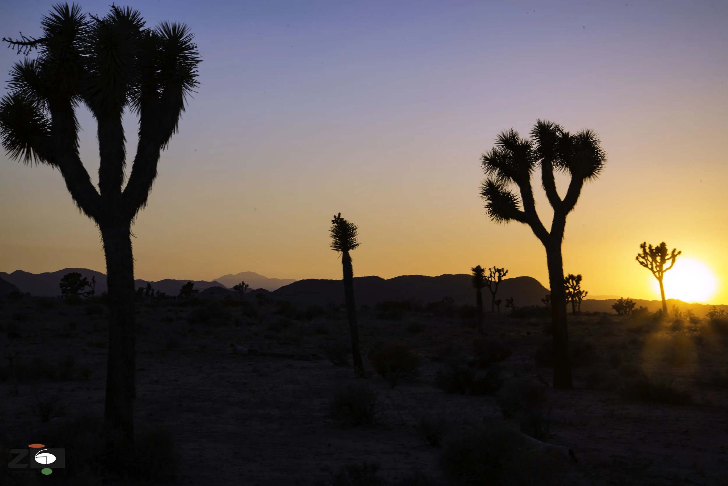 Joshua Tree National Park