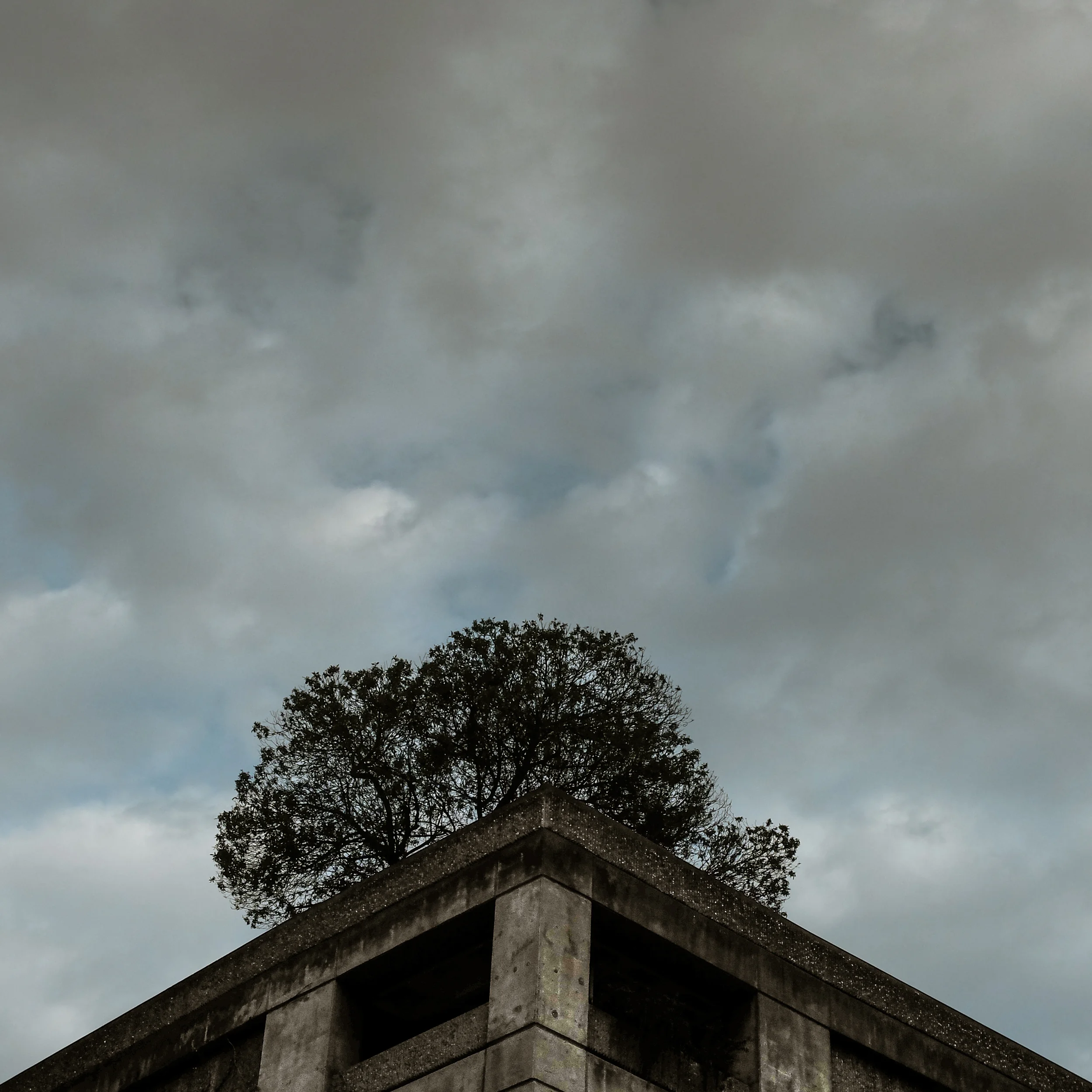 toptree-3393.jpg